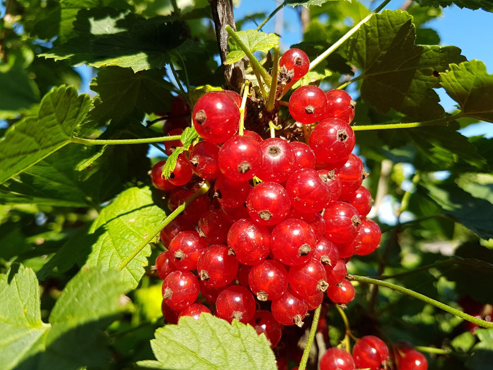 Samsung Galaxy S7 Edge sample photo. Red currant, berry, nature photography