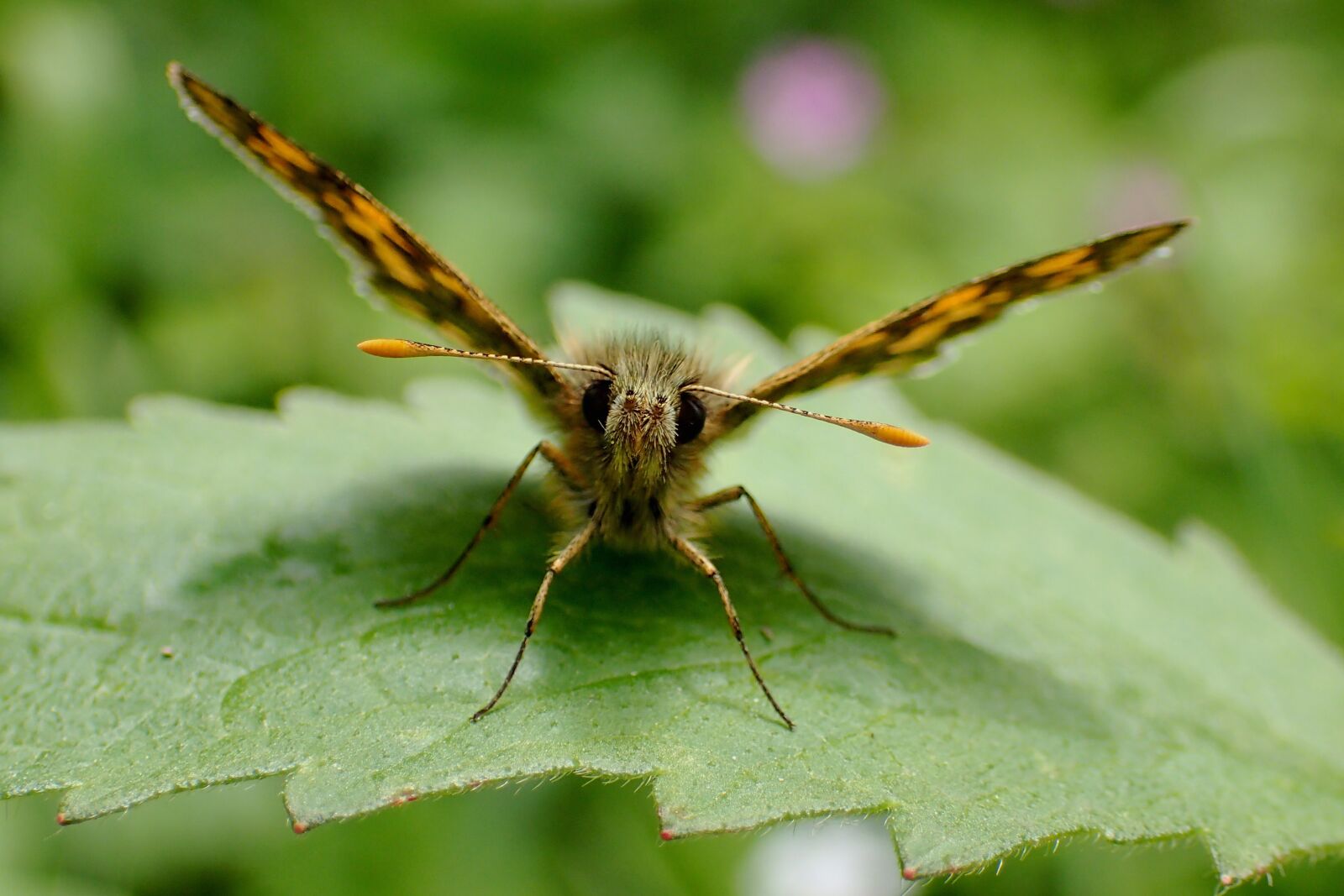 Olympus TG-3 sample photo. Nature, insect, animal world photography