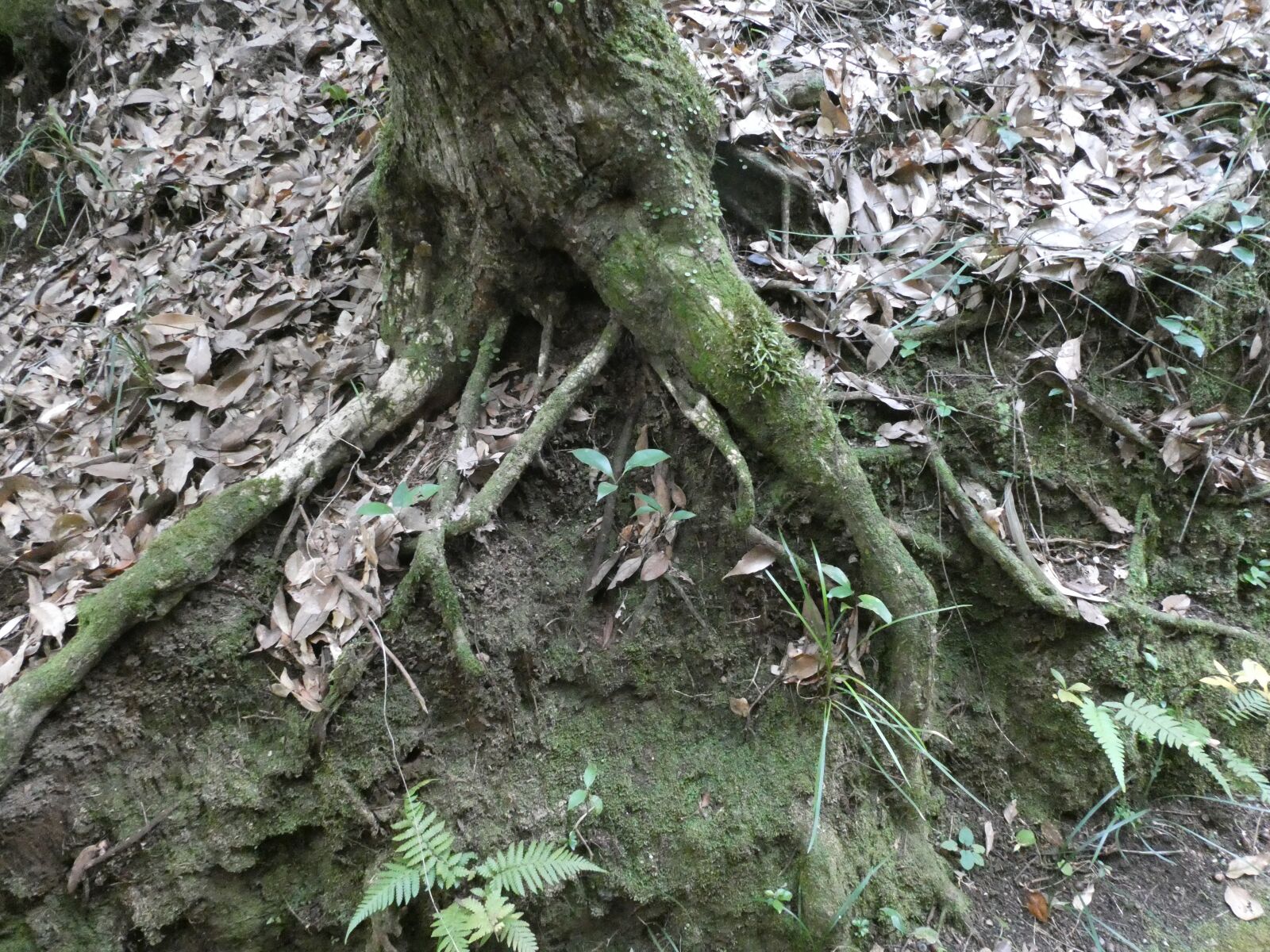 Panasonic Lumix DC-ZS70 (Lumix DC-TZ90) sample photo. Mountain, woods, wood photography