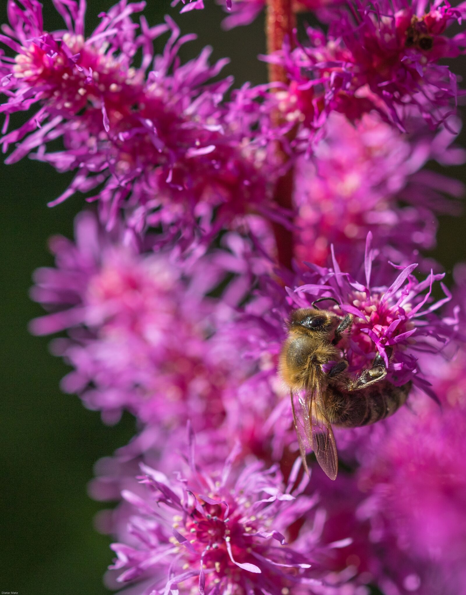 Canon EOS 7D Mark II sample photo. Prachtspiere, astilbe, bee photography