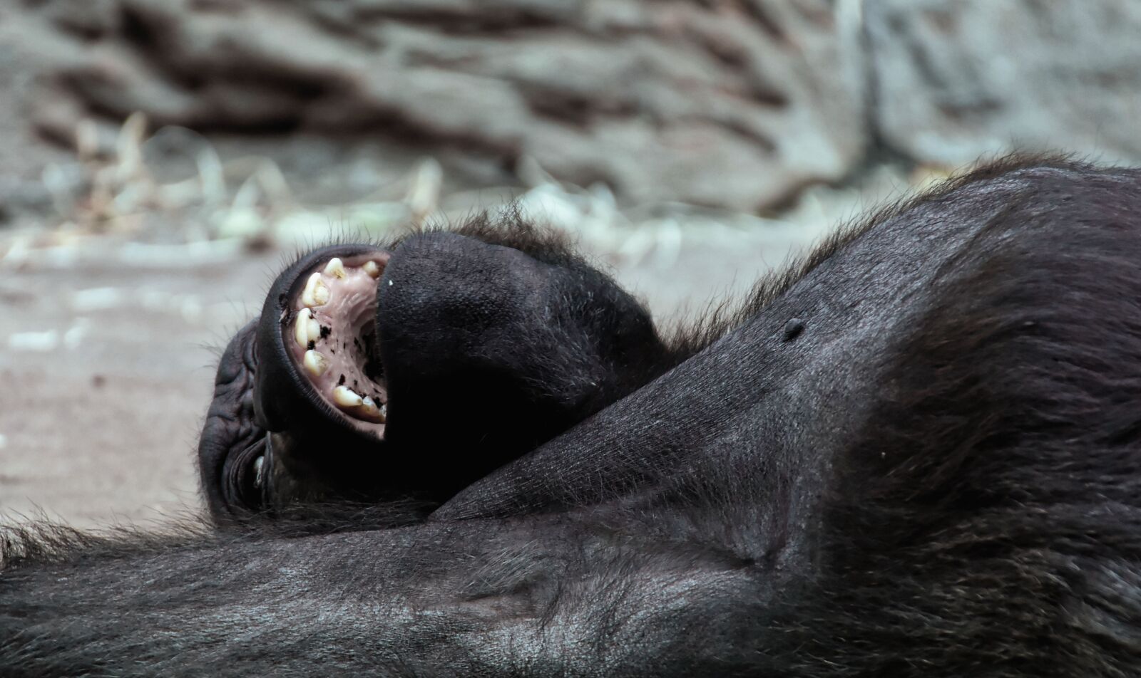 Nikon D7200 sample photo. Gorilla, monkey, animal photography