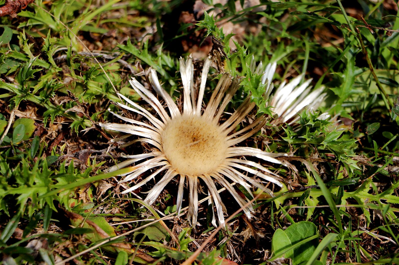 Canon EOS 77D (EOS 9000D / EOS 770D) sample photo. Thistle, silver thistle, spur photography