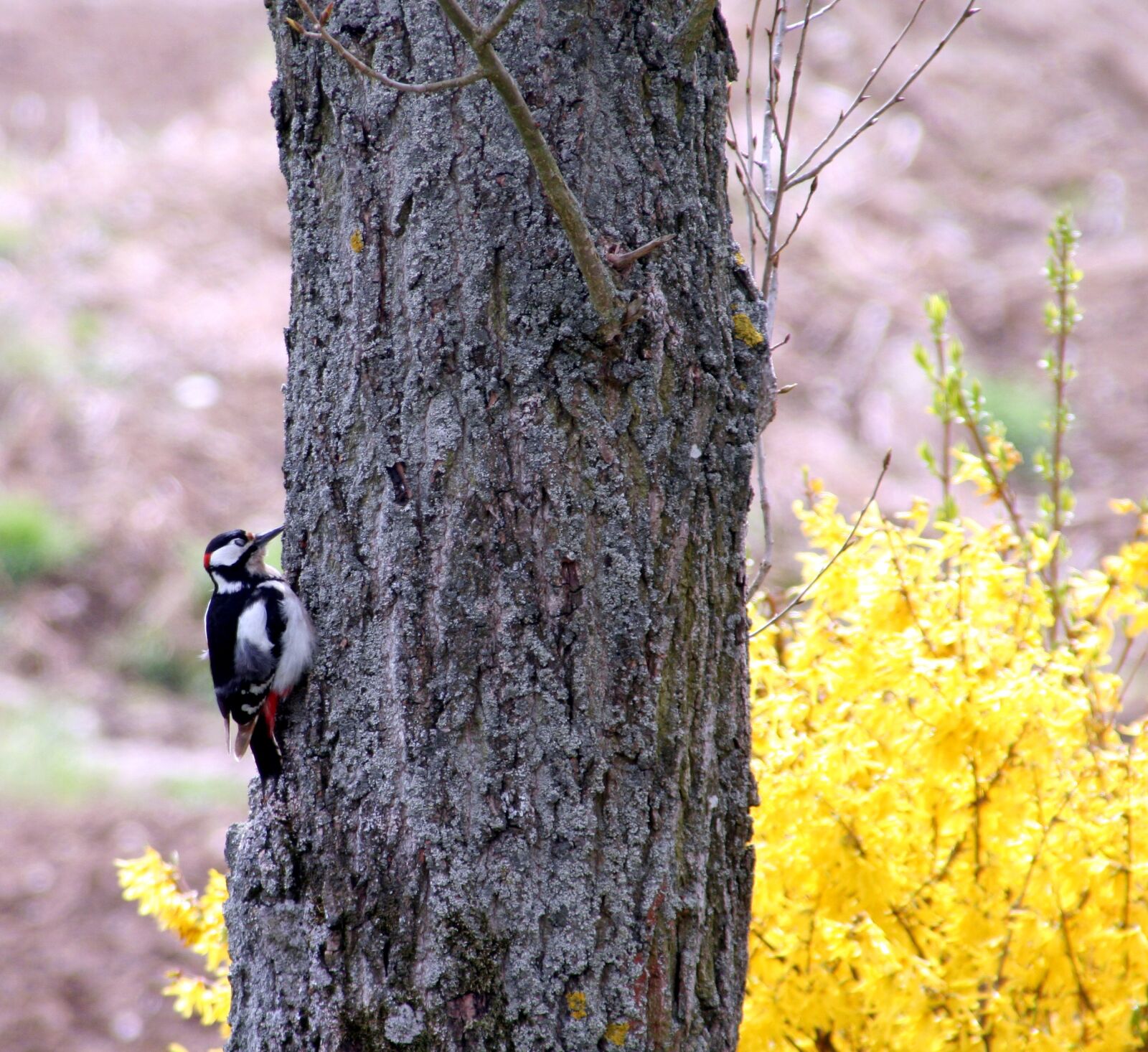 Canon EOS 350D (EOS Digital Rebel XT / EOS Kiss Digital N) sample photo. Bird, pic, great spotted photography