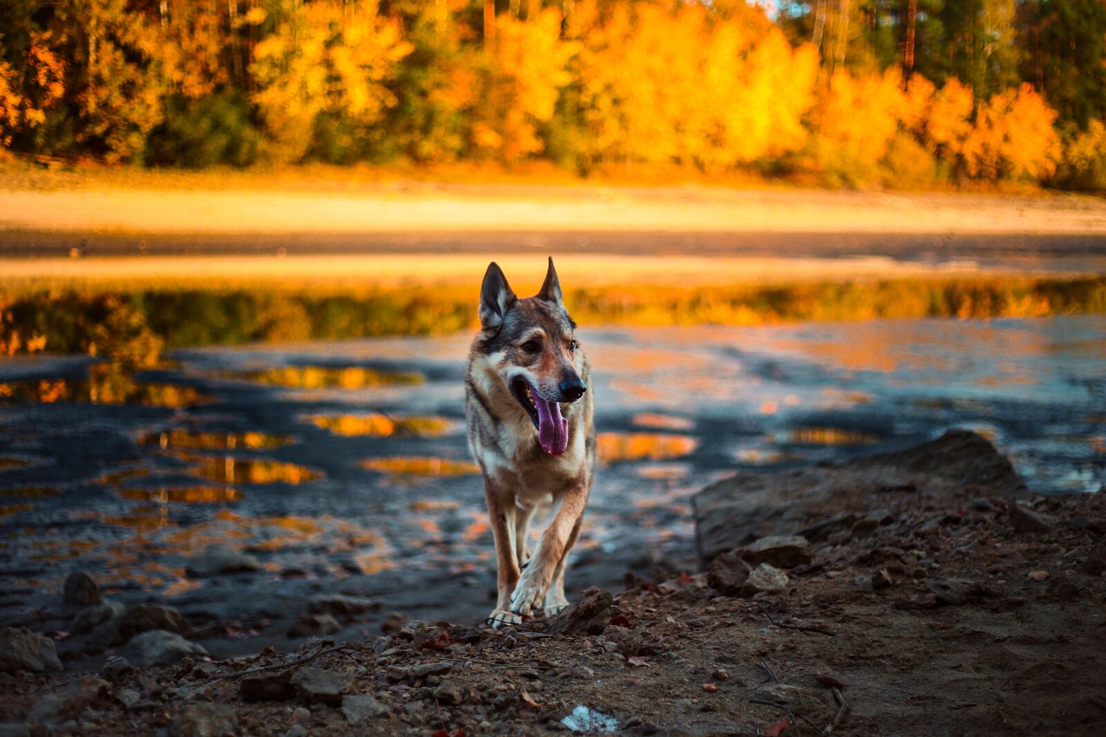 Canon EF 50mm F1.8 II sample photo. Dog, alsatian, animal photography