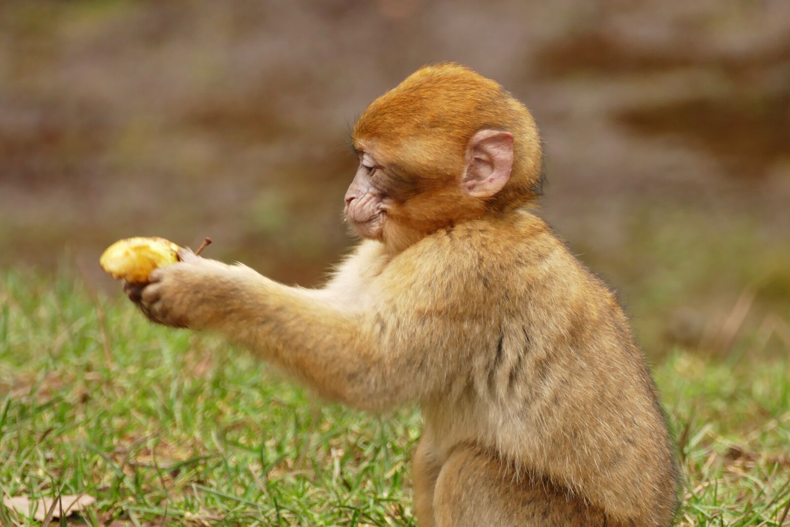 Panasonic Lumix DMC-FZ1000 sample photo. Ape, monkey, animal photography