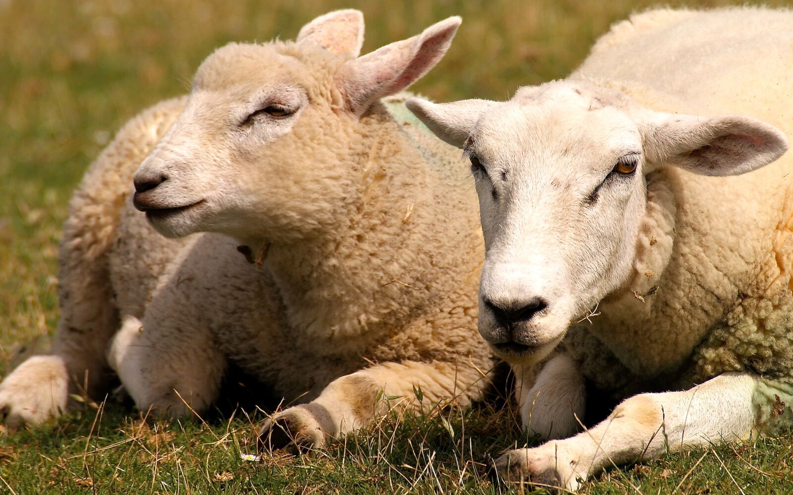 Sony Alpha DSLR-A350 sample photo. Sheep, animal, wool photography