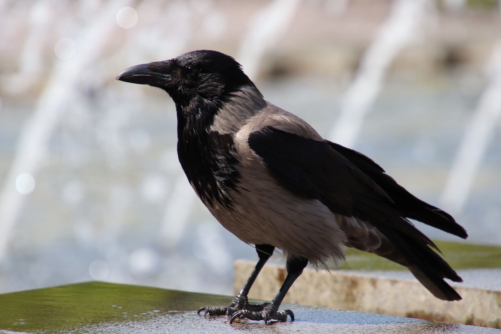 Canon EOS 800D (EOS Rebel T7i / EOS Kiss X9i) sample photo. Fountain, crow, water photography