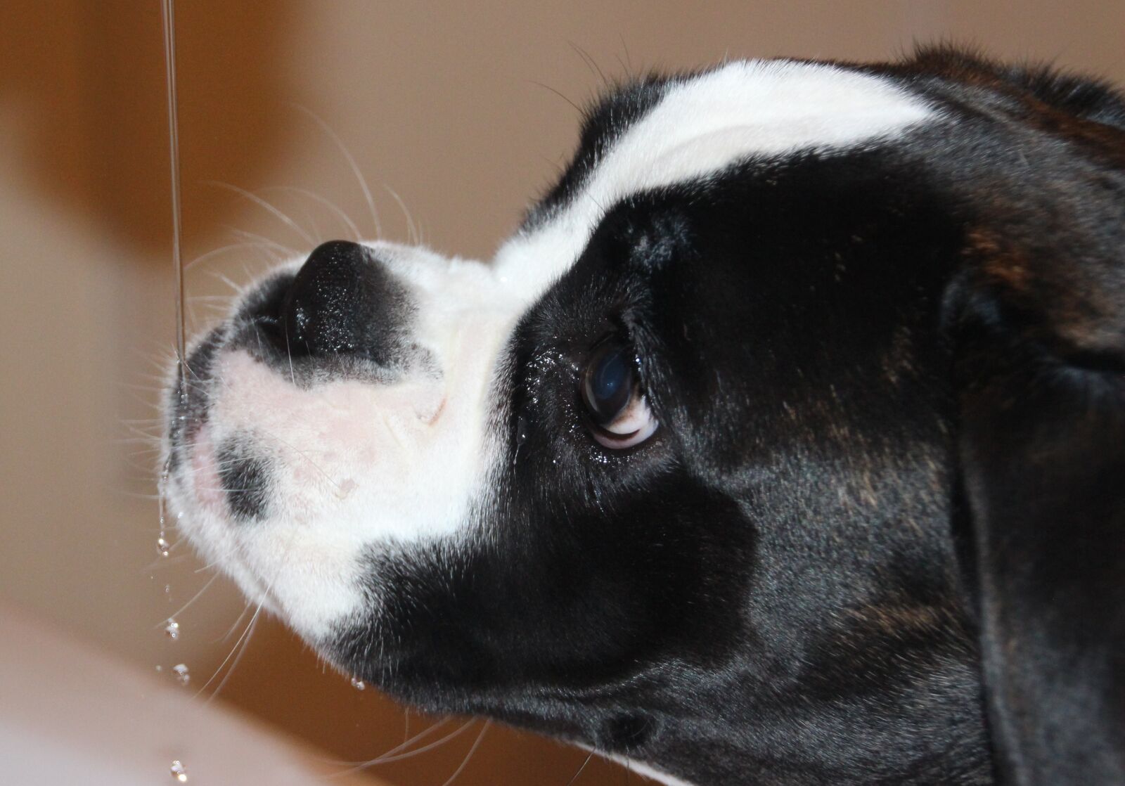 Canon EOS 650D (EOS Rebel T4i / EOS Kiss X6i) sample photo. Dog, black and white photography