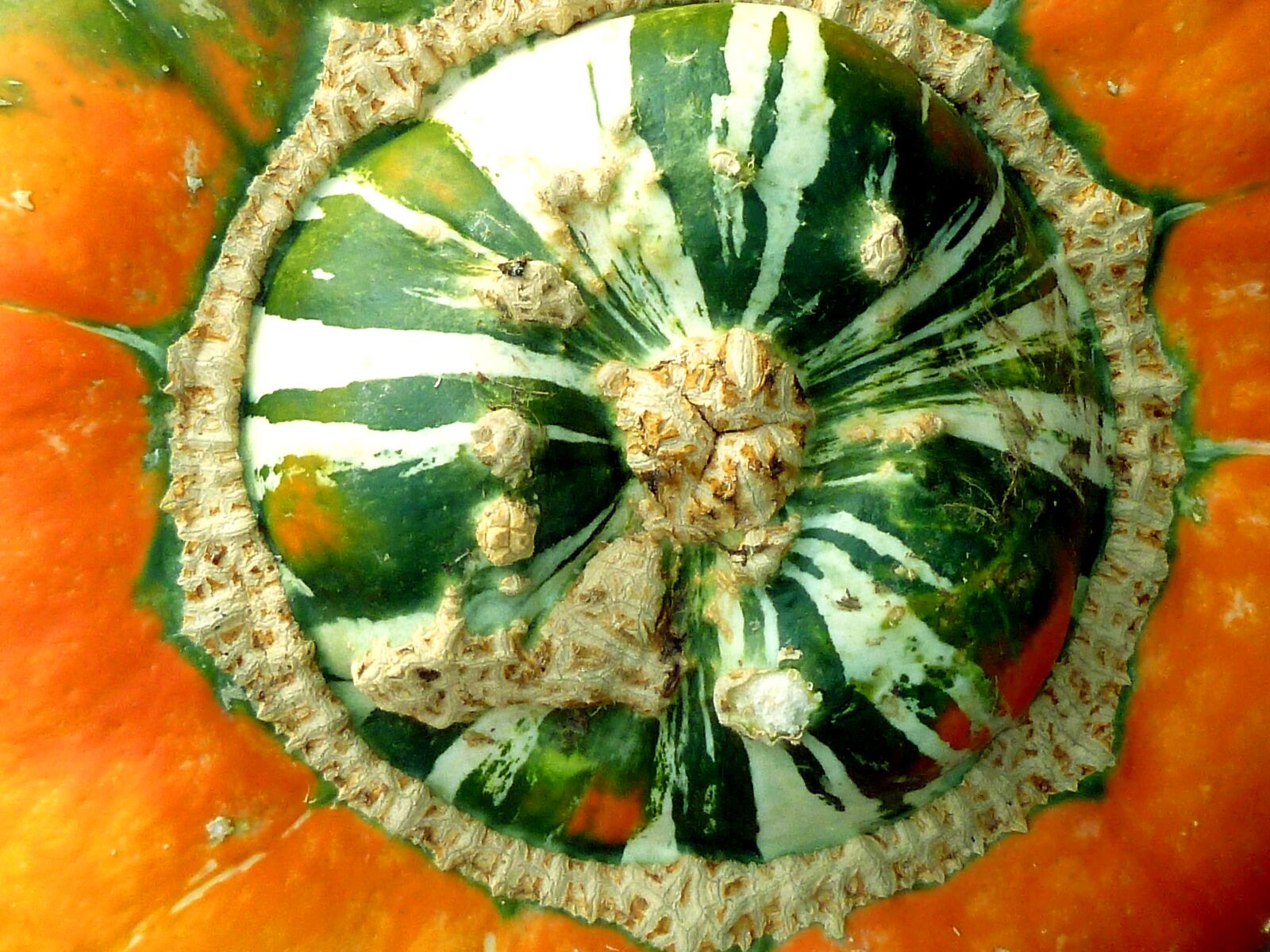 Panasonic DMC-FS37 sample photo. Pumpkin, plant, k rbisgew photography