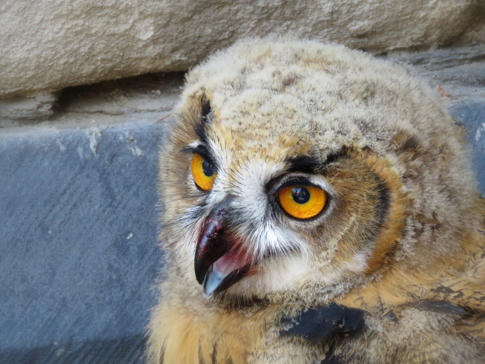 Canon PowerShot SX60 HS sample photo. Eagle owl, young animal photography