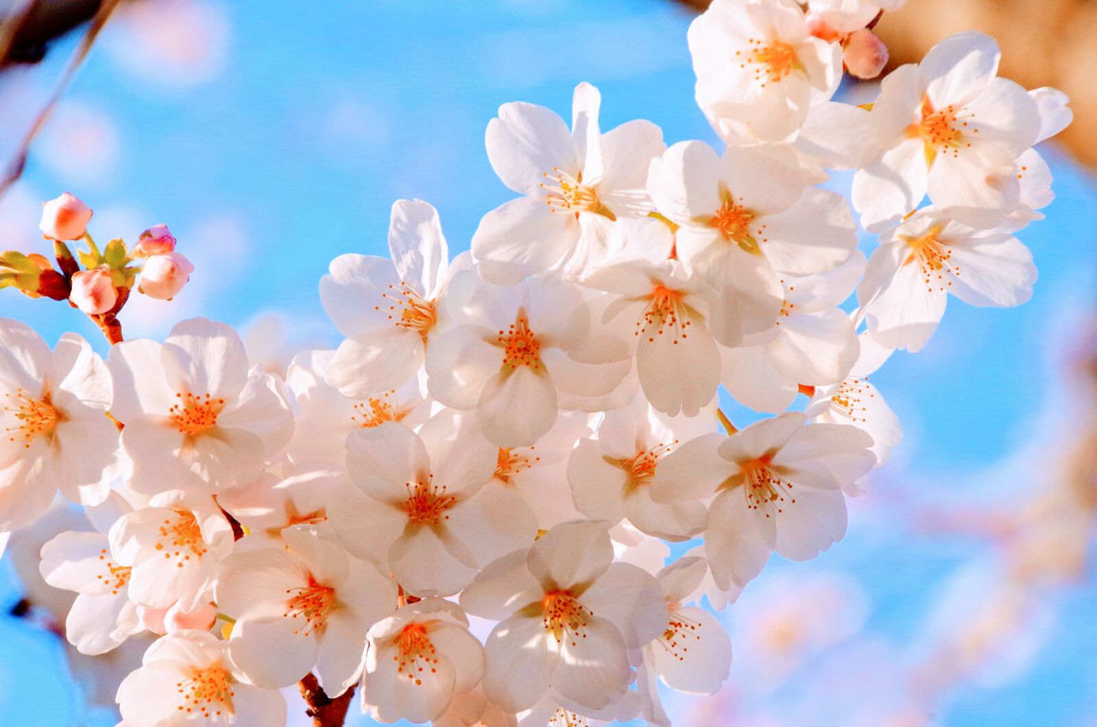 Pentax K-30 sample photo. Cherry blossoms, spring, japan photography