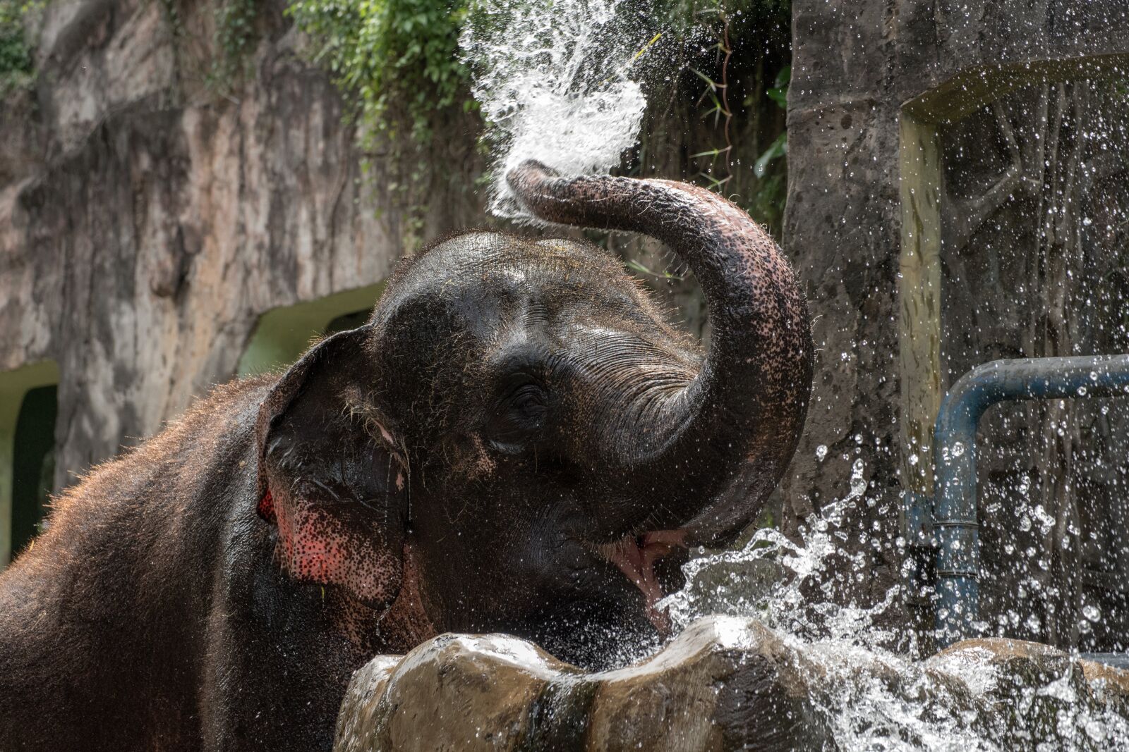 Nikon D750 sample photo. Elephant, water, bathing photography