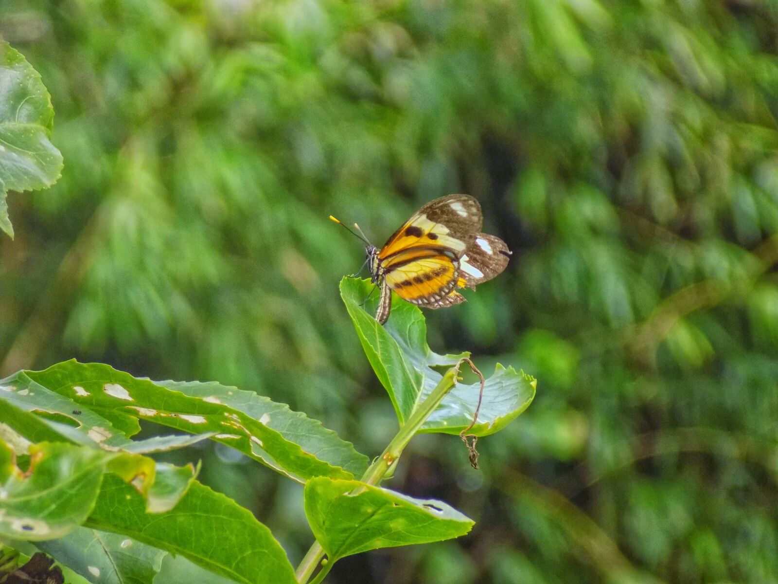 Nikon COOLPIX L330 sample photo. Butterfly, green, nature photography
