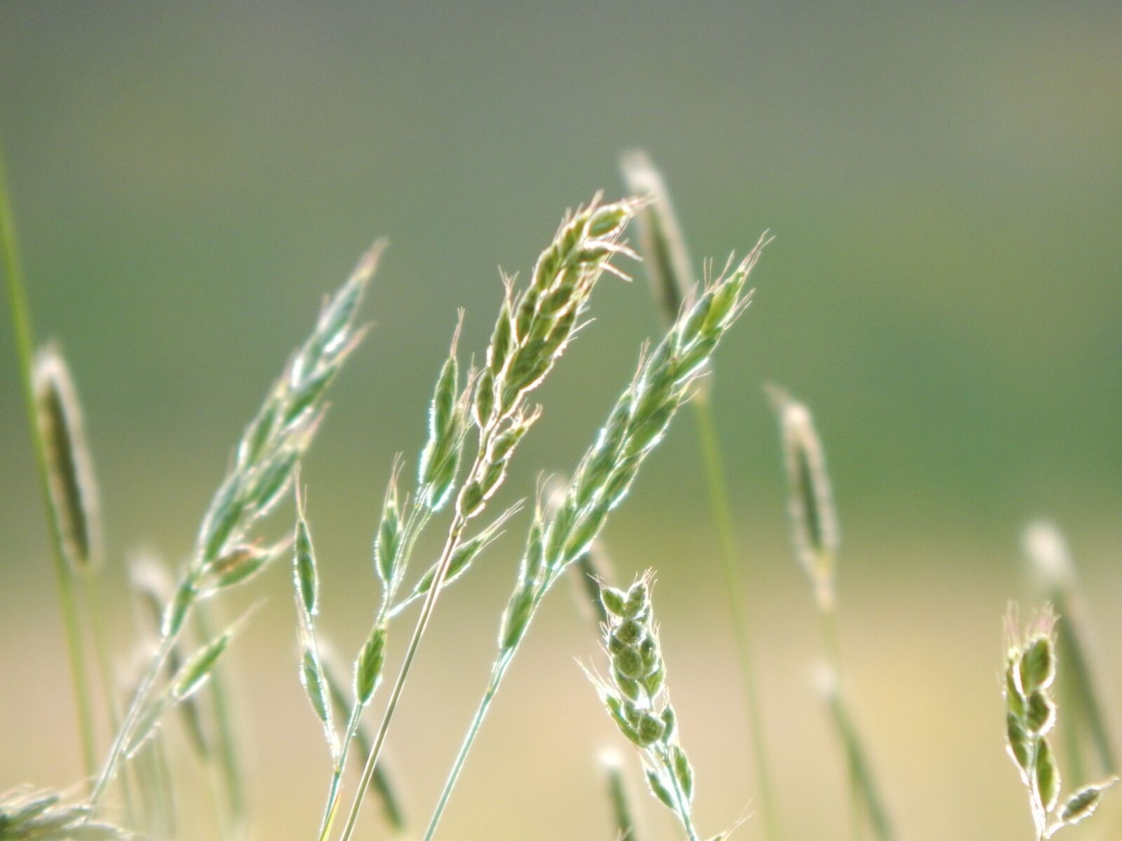 Nikon Coolpix L830 sample photo. Grass, light, meadow photography
