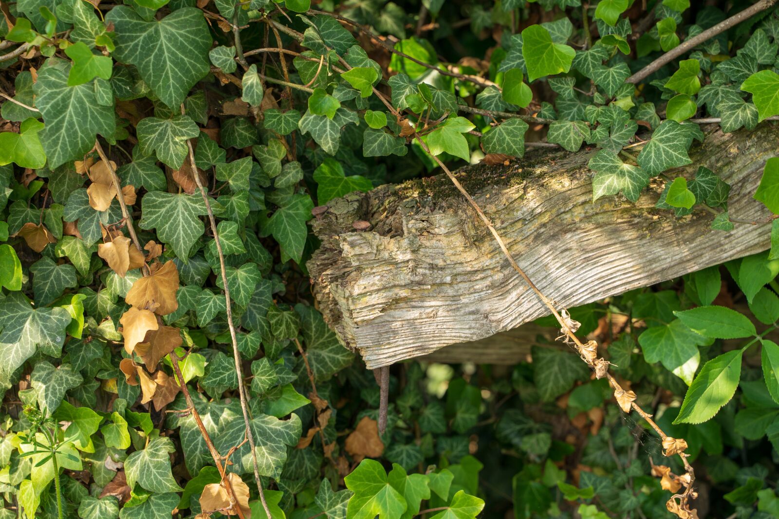 Tamron 28-75mm F2.8 Di III RXD sample photo. Ivy, gestrüp, wood photography