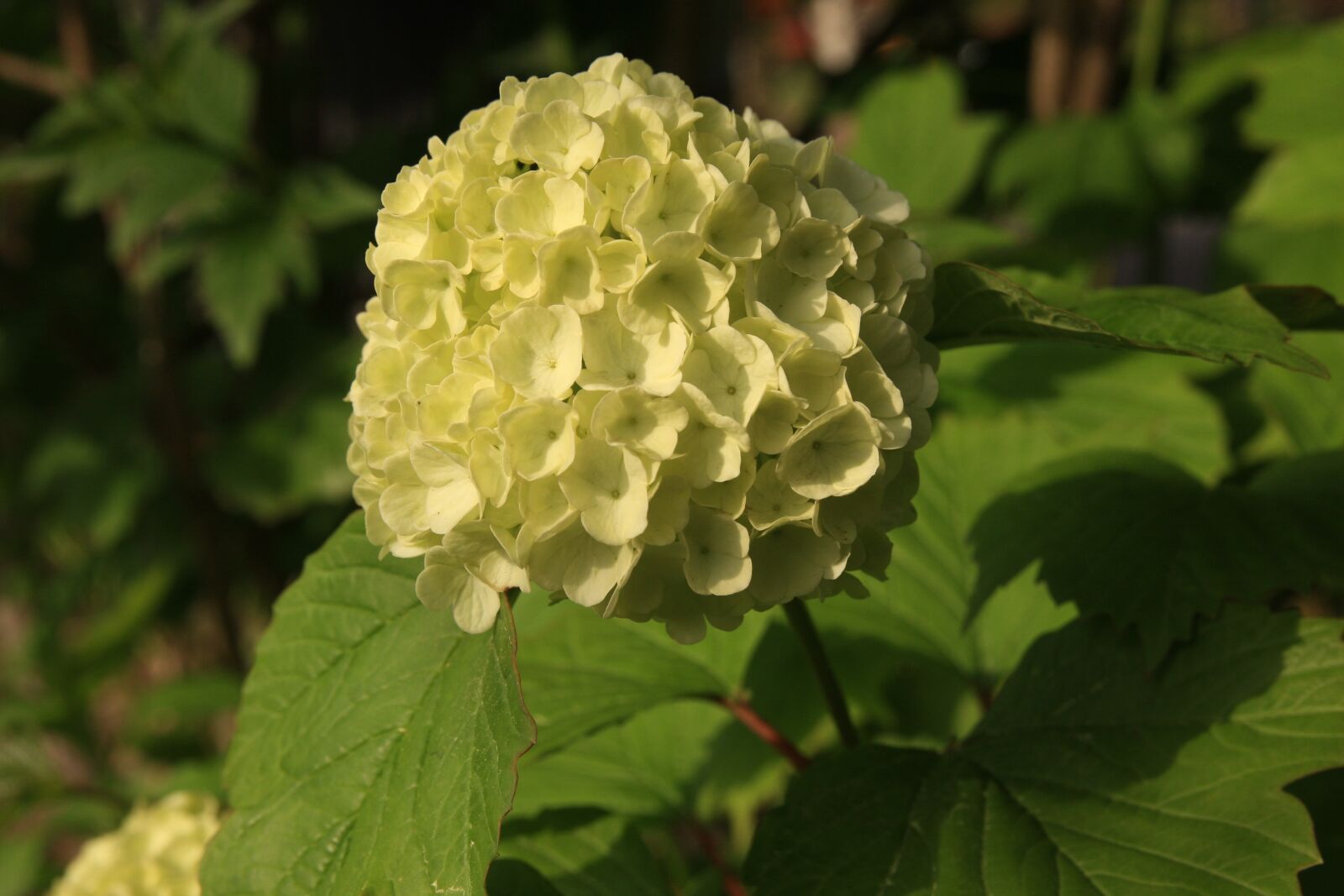 Canon EOS 40D sample photo. Puts shoes, flowers, buddha photography