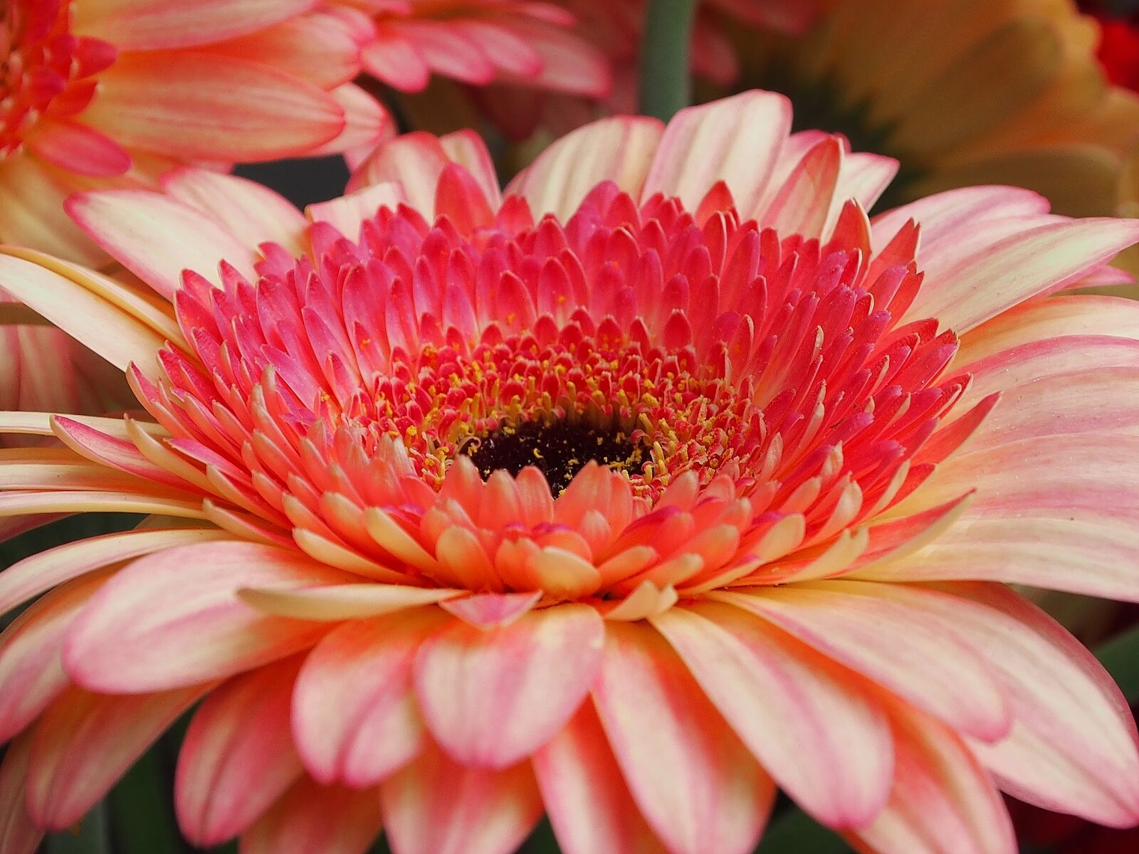 Olympus OM-D E-M5 sample photo. Flower, nature, flowers photography