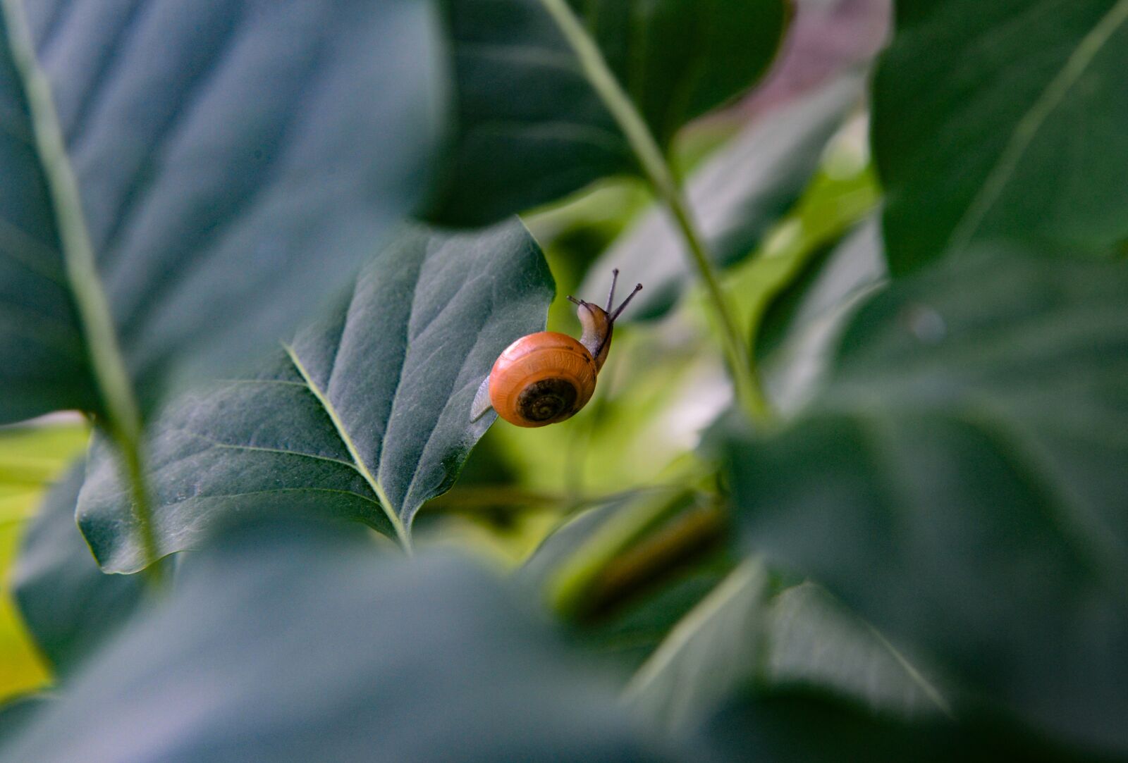 Nikon D610 sample photo. Snail, tree, leaves photography