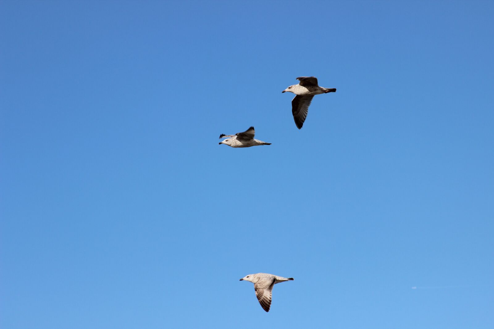 Canon EOS 600D (Rebel EOS T3i / EOS Kiss X5) sample photo. Seagulls, bird flight, sky photography