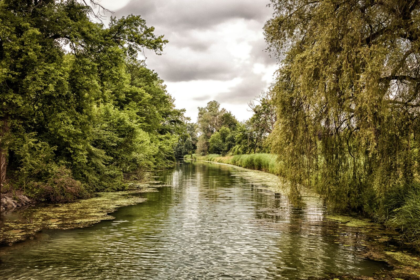 Nikon D750 sample photo. Neuburg am rhein, green photography