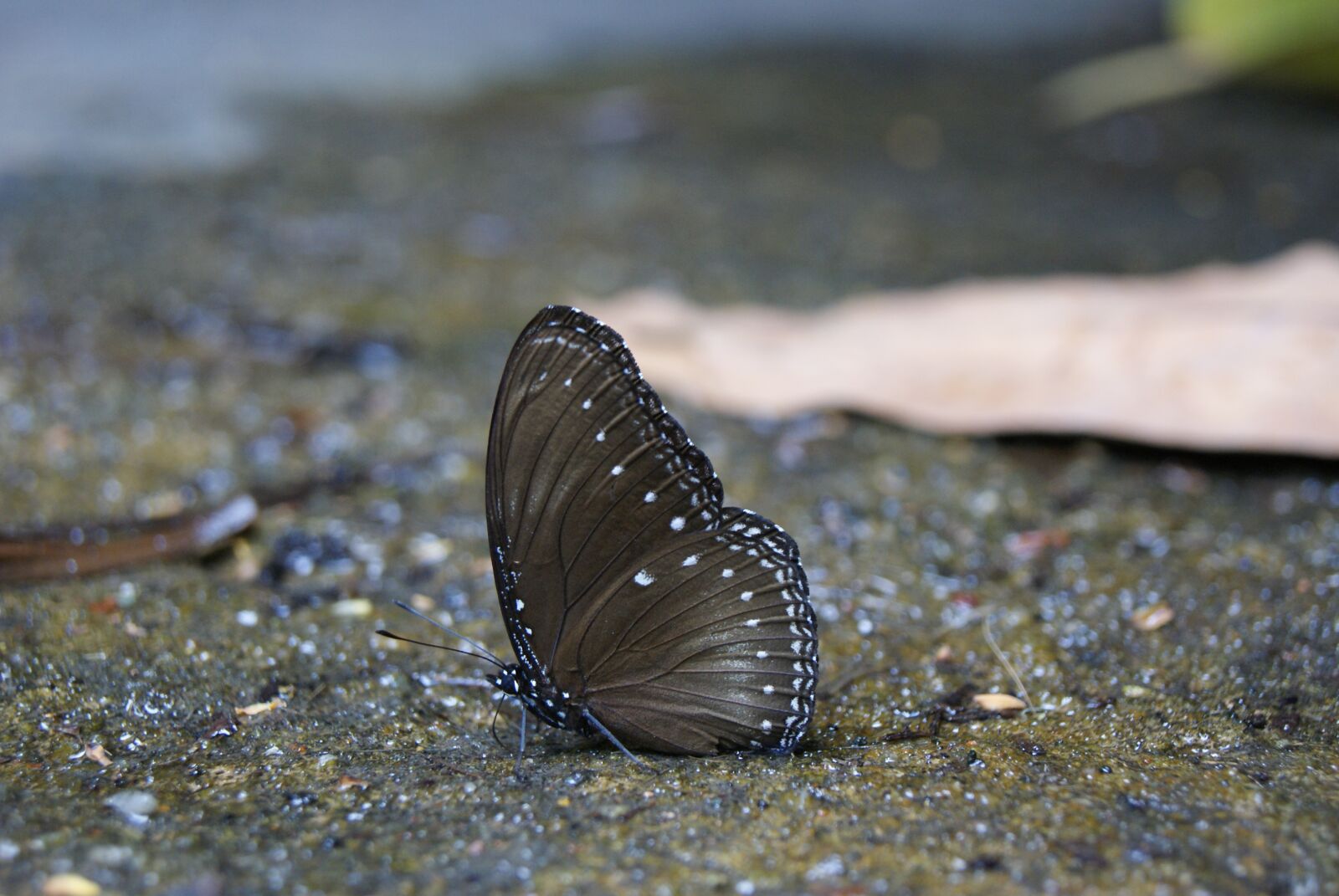 Sony Alpha DSLR-A230 sample photo. Butterfly, malayan eggfly butterfly photography