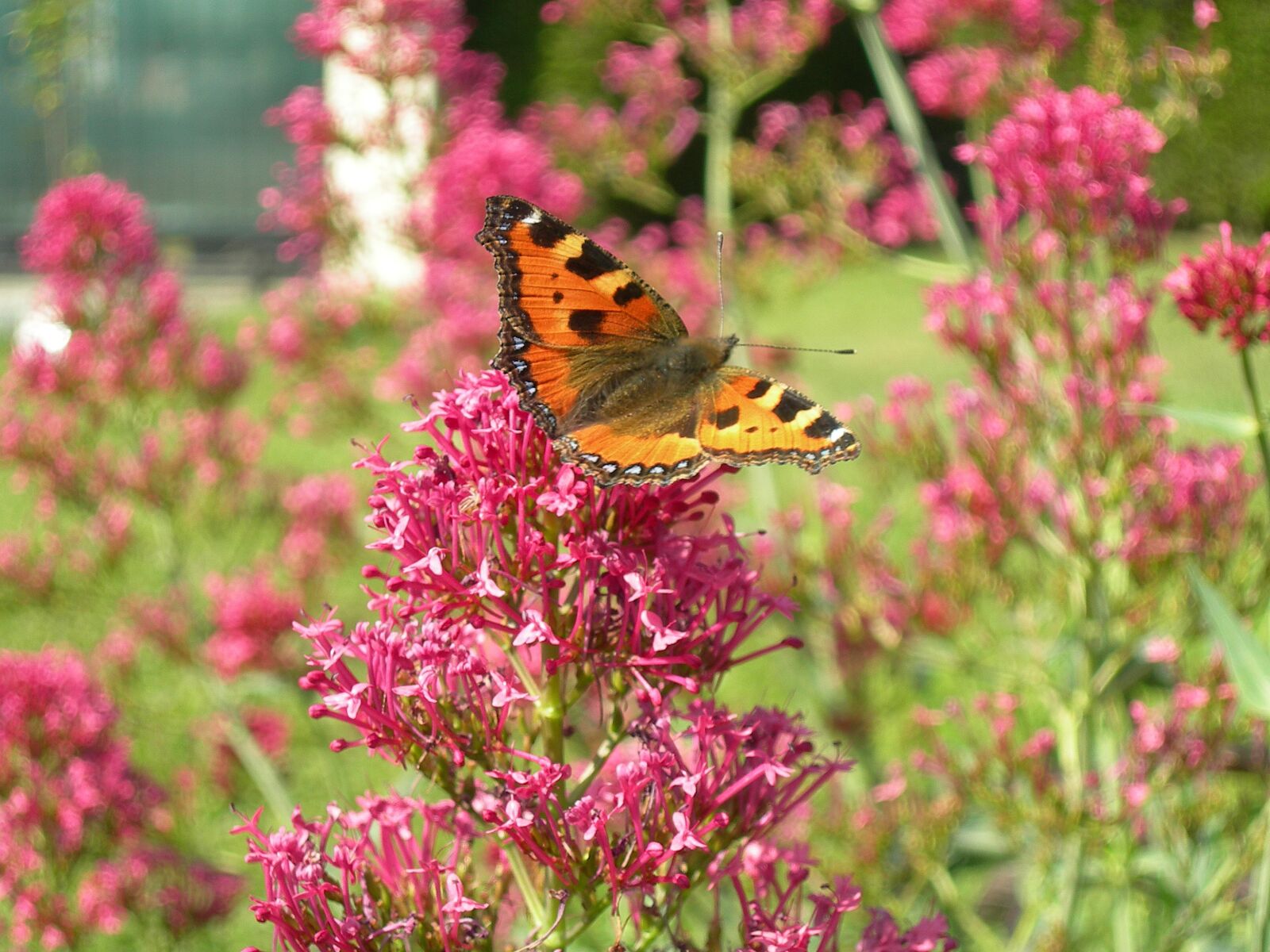 Nikon E7600 sample photo. Butterfly, insect, garden photography