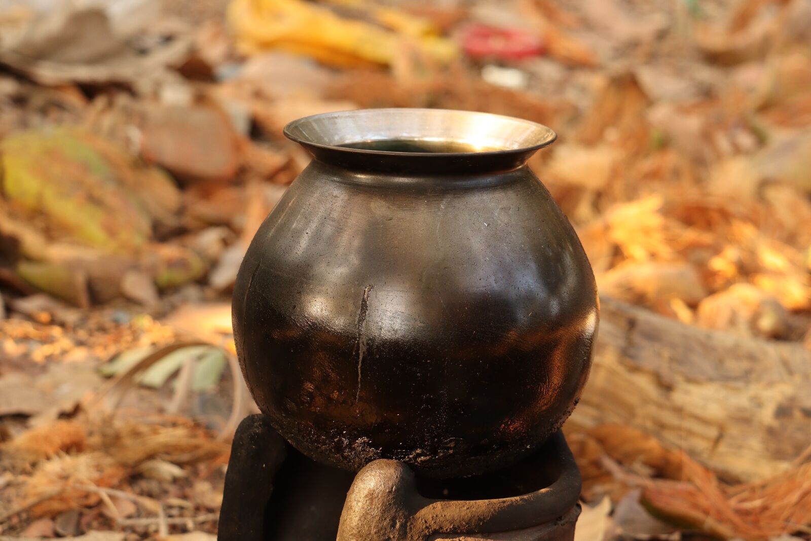 Canon EOS 250D (EOS Rebel SL3 / EOS Kiss X10 / EOS 200D II) sample photo. Pot, outdoor, yellow photography