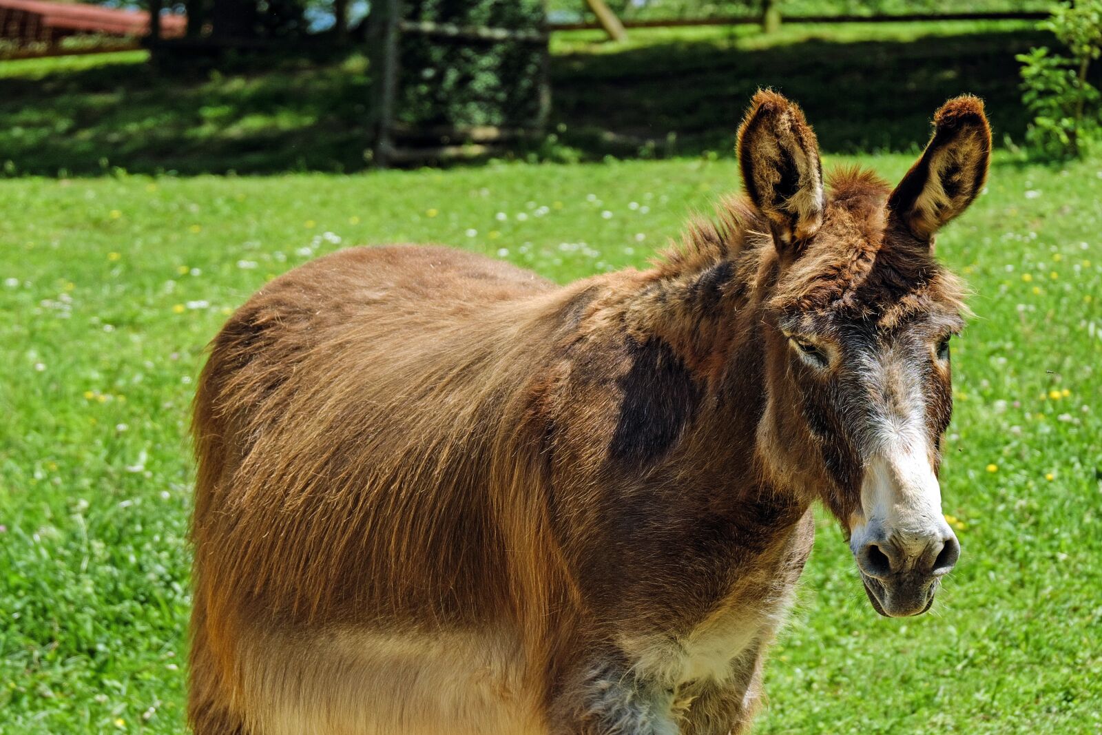 Fujifilm X-T10 + Fujifilm XC 50-230mm F4.5-6.7 OIS sample photo. Donkey, mule, animal photography