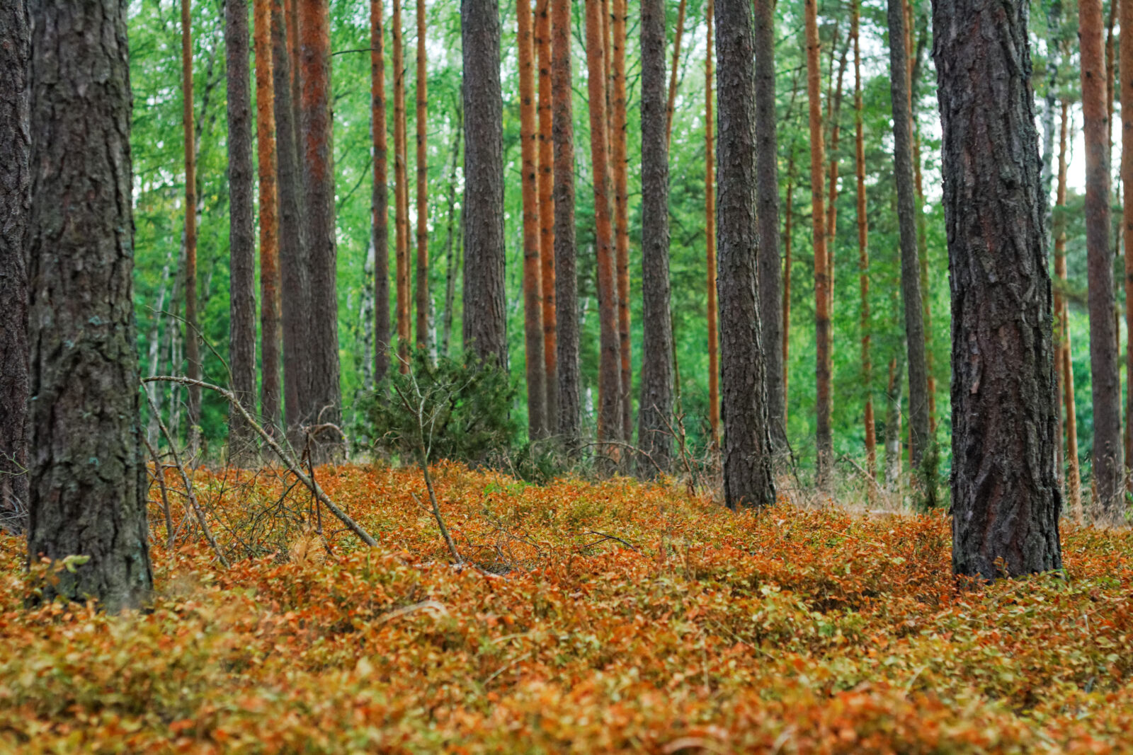 Canon EF 50mm F1.8 II sample photo. Colours, drought photography