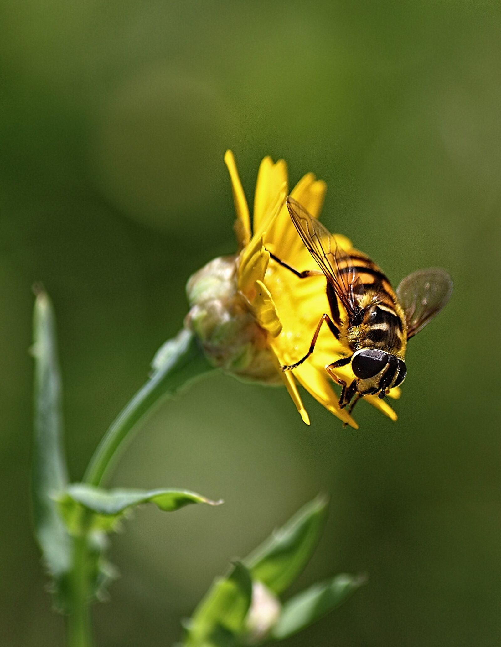 Canon EOS 500D (EOS Rebel T1i / EOS Kiss X3) sample photo. Insect, macro, flower photography
