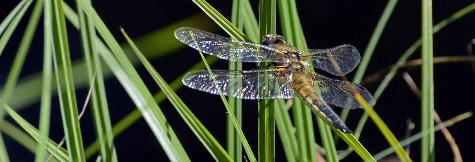 Nikon D7100 sample photo. Dragonfly, wing, insect photography