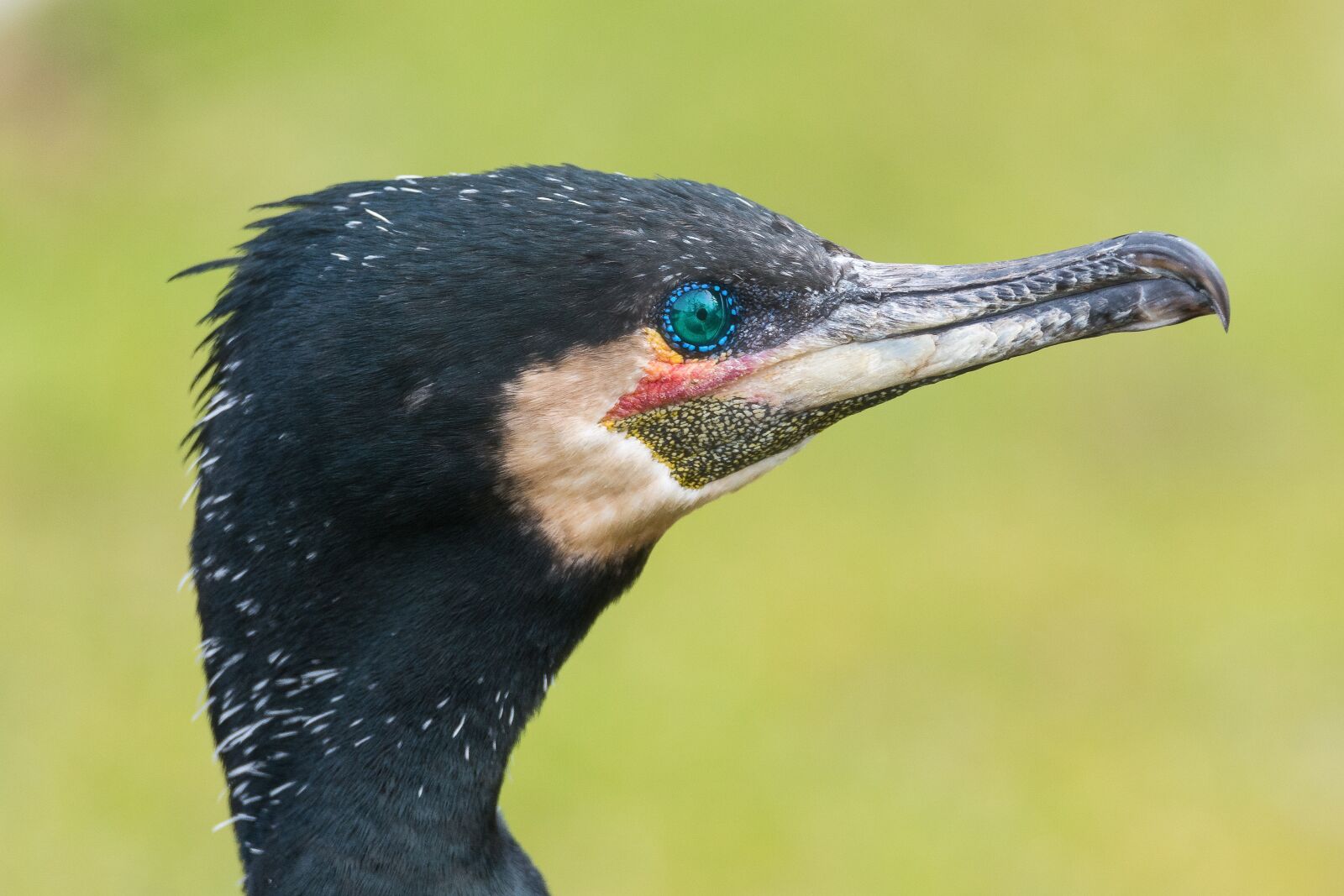Nikon D7100 sample photo. Cormorant, bird, close up photography