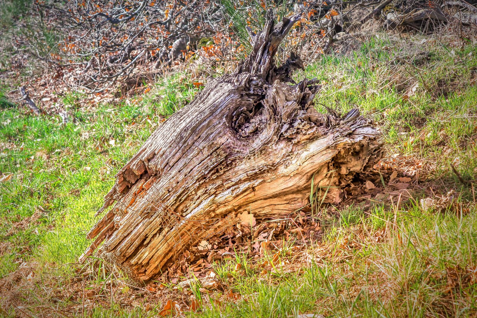 Canon EOS 60D sample photo. Wood, root, tree photography