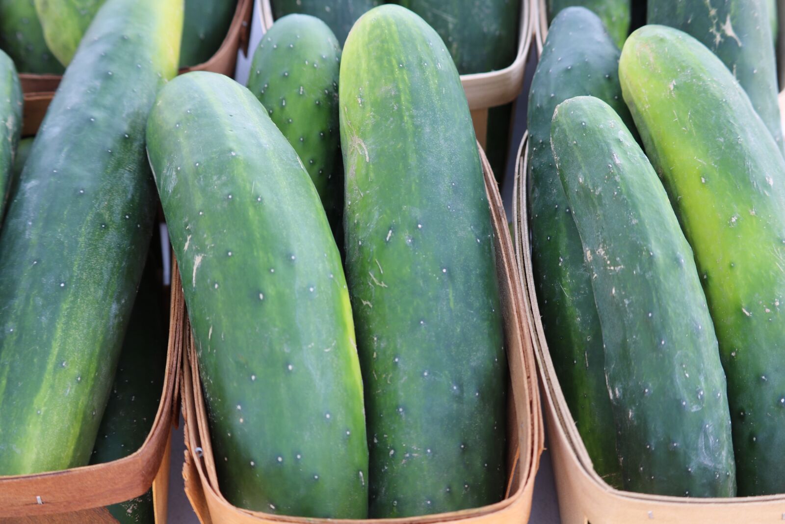 Canon EOS 750D (EOS Rebel T6i / EOS Kiss X8i) sample photo. Cucumber, green, vegetable photography