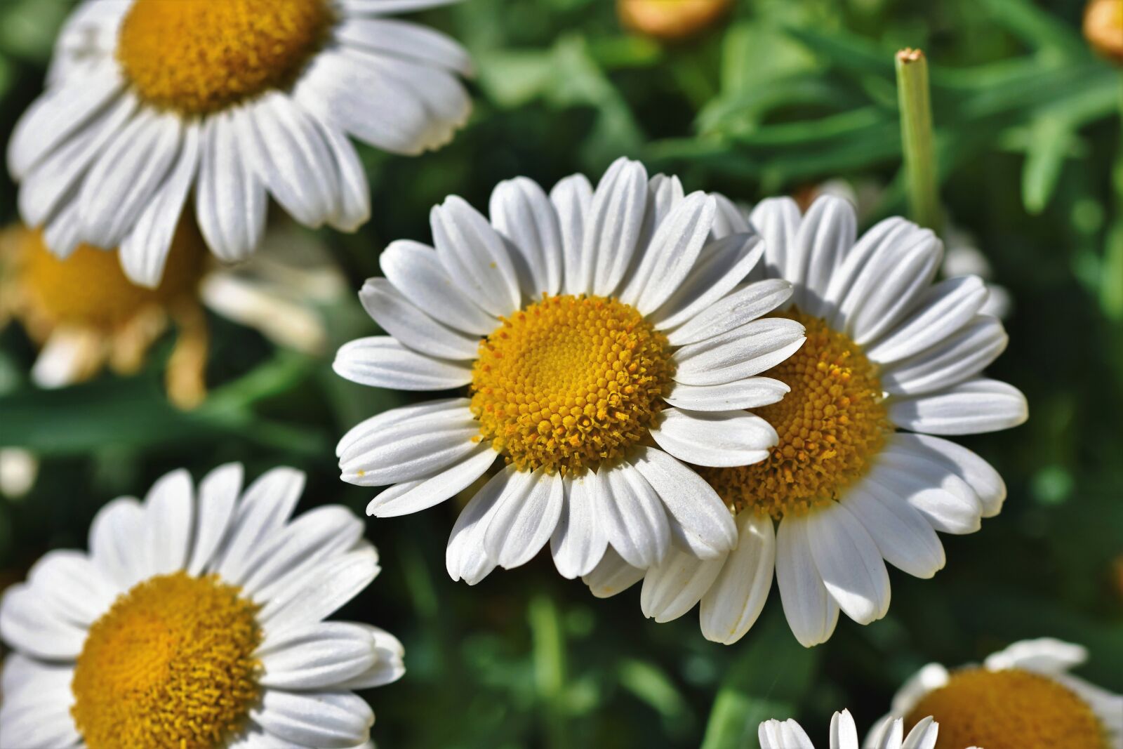 Nikon D7200 sample photo. Margarite, flower, blossom photography