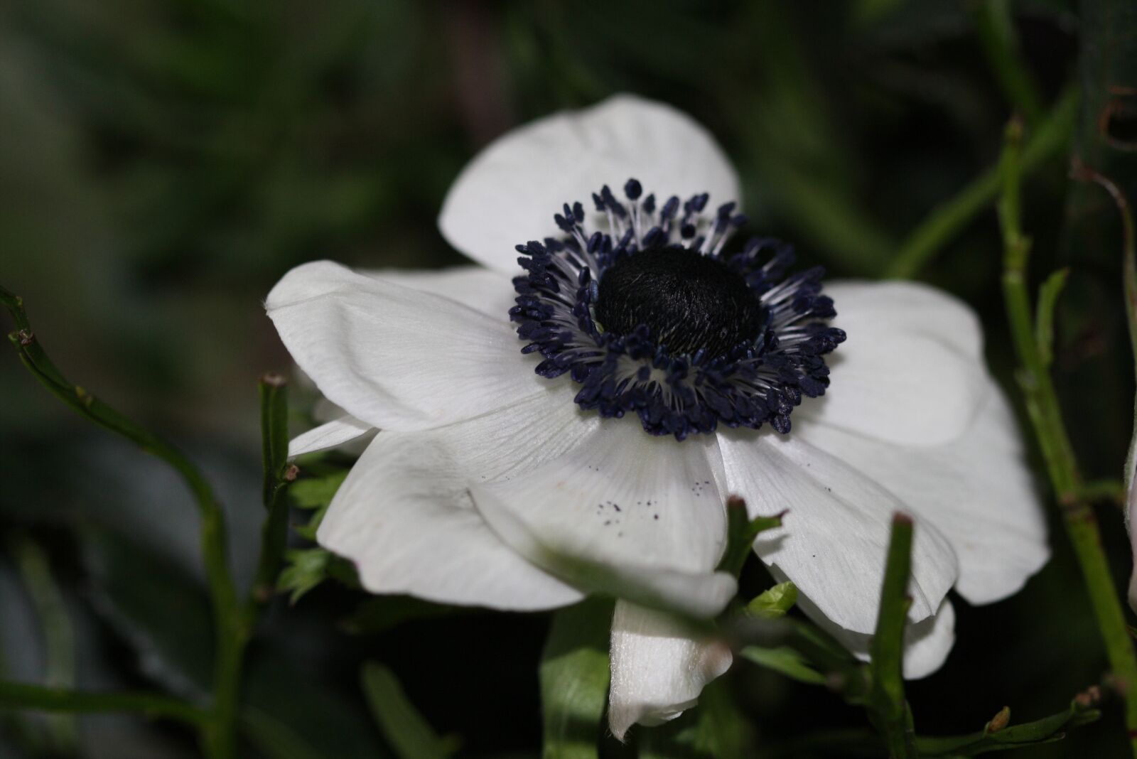 Canon EOS 1000D (EOS Digital Rebel XS / EOS Kiss F) sample photo. White, blossom, bloom photography