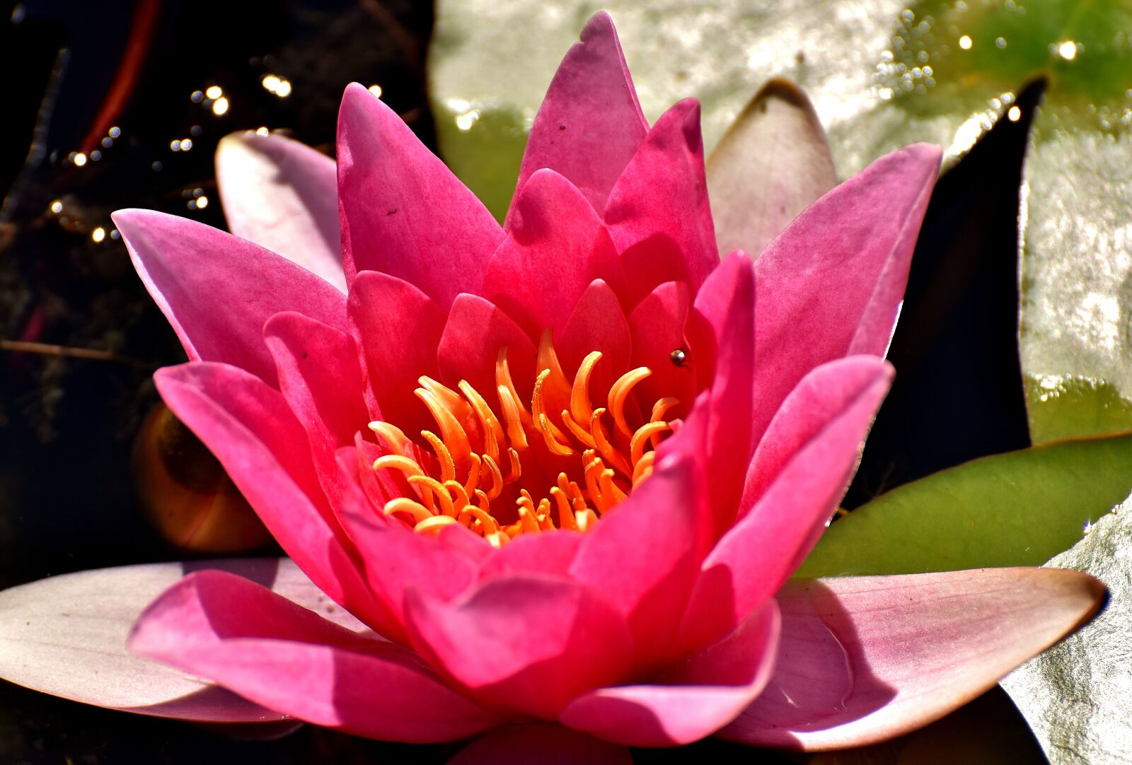 Nikon D7200 sample photo. Water lily, plant, aquatic photography