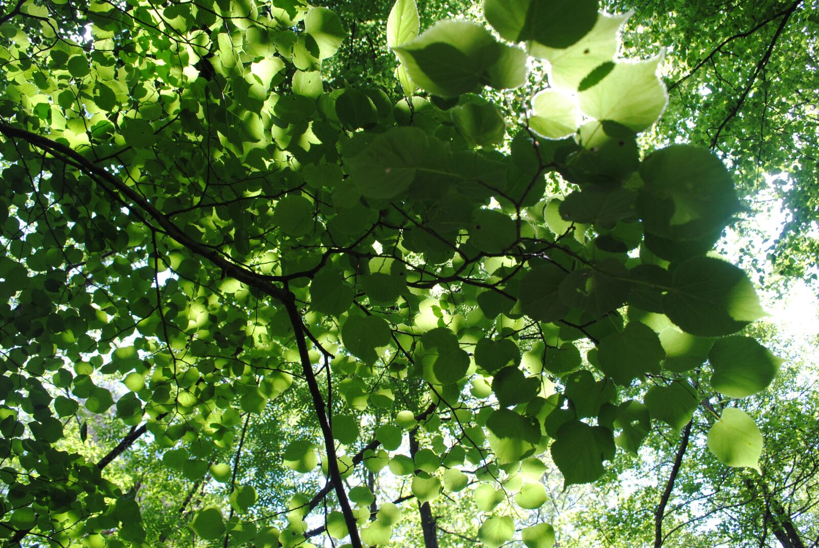 Nikon D3000 sample photo. Light, dream, spiritual photography