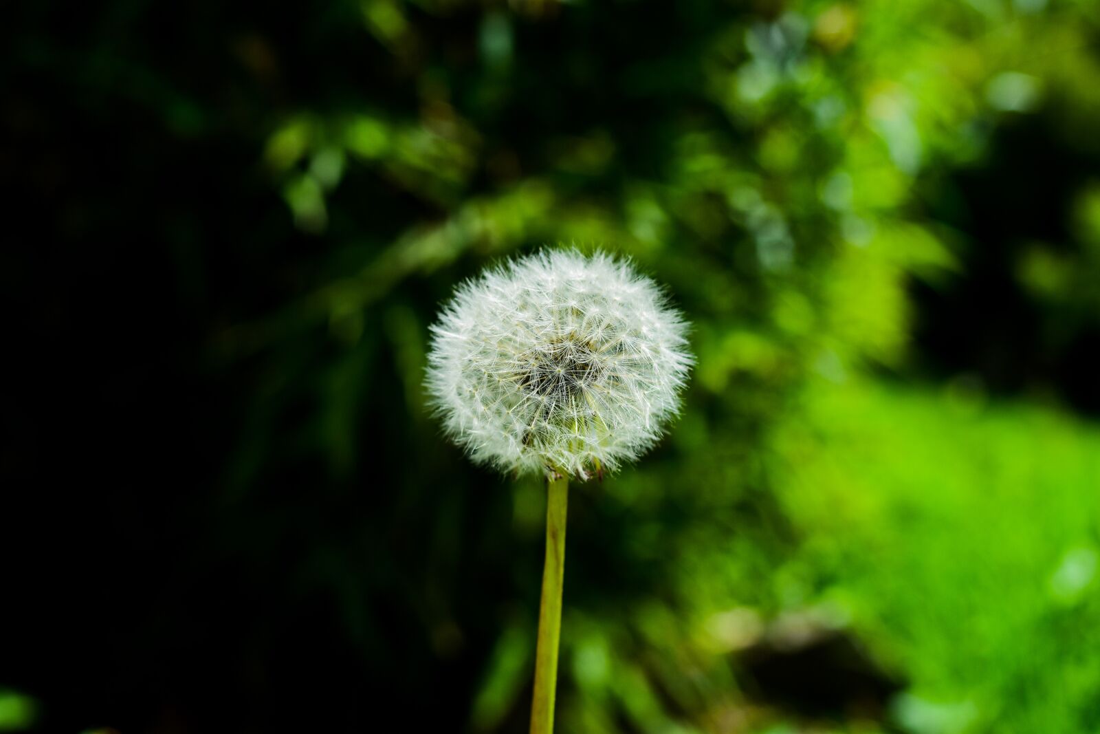 Nikon D3400 sample photo. Dandelion, nature, foreground photography