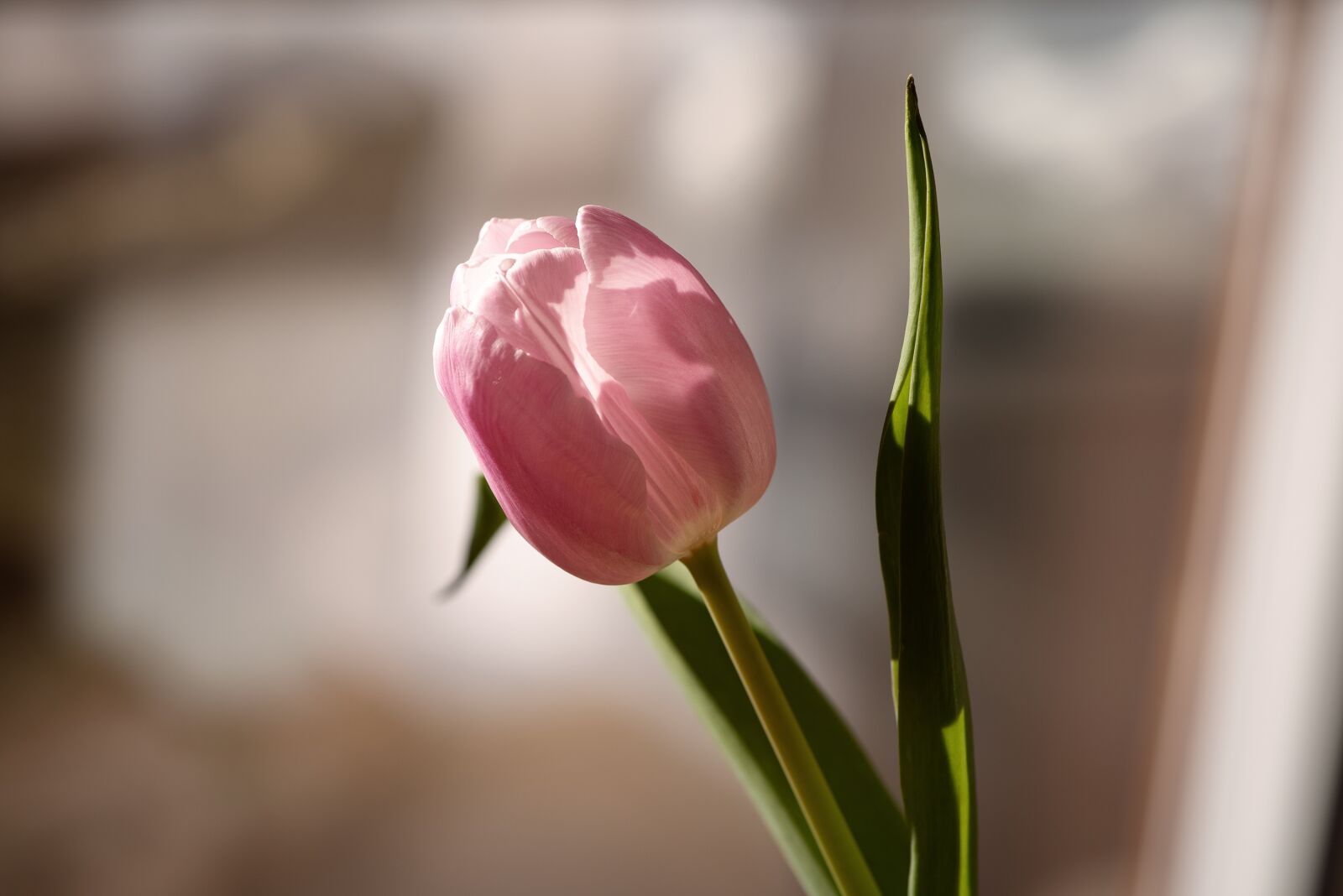 Nikon D750 sample photo. Flower, pink, tulip photography