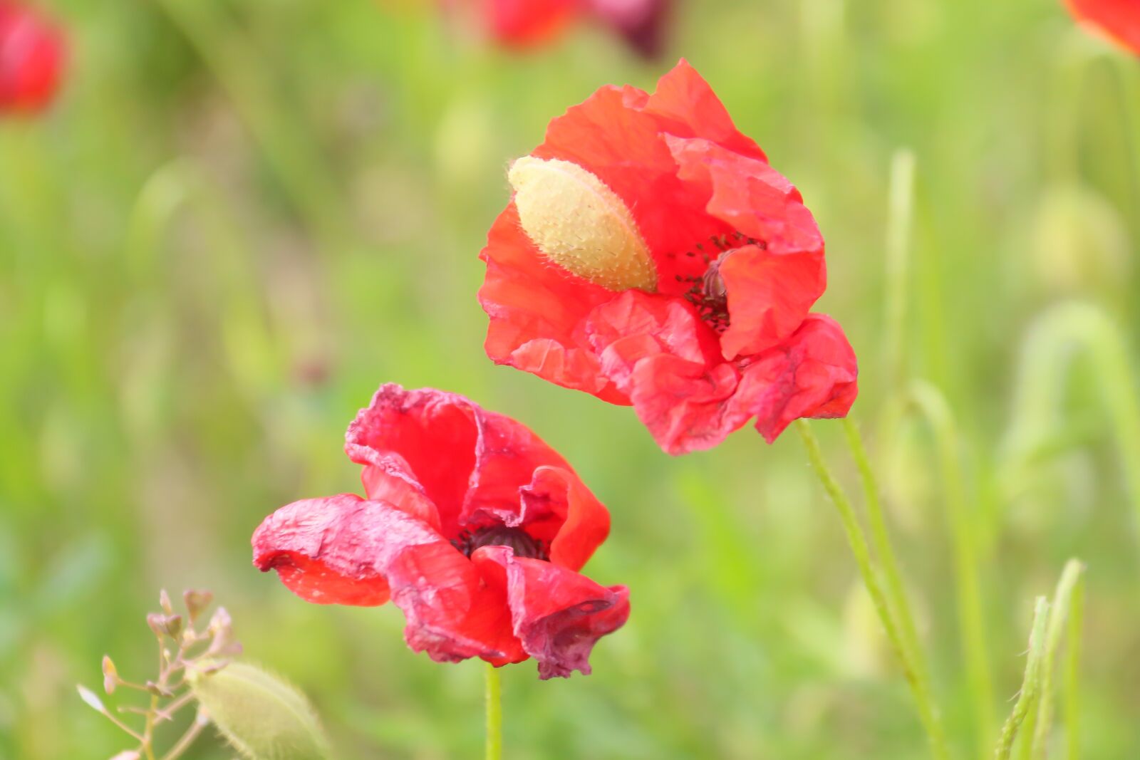 Canon EOS 70D sample photo. Poppy, flower, red photography