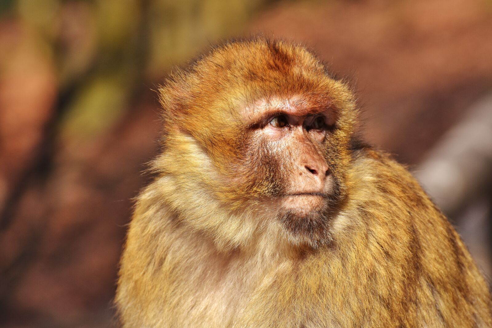 Nikon D7200 sample photo. Barbary ape, cute, endangered photography