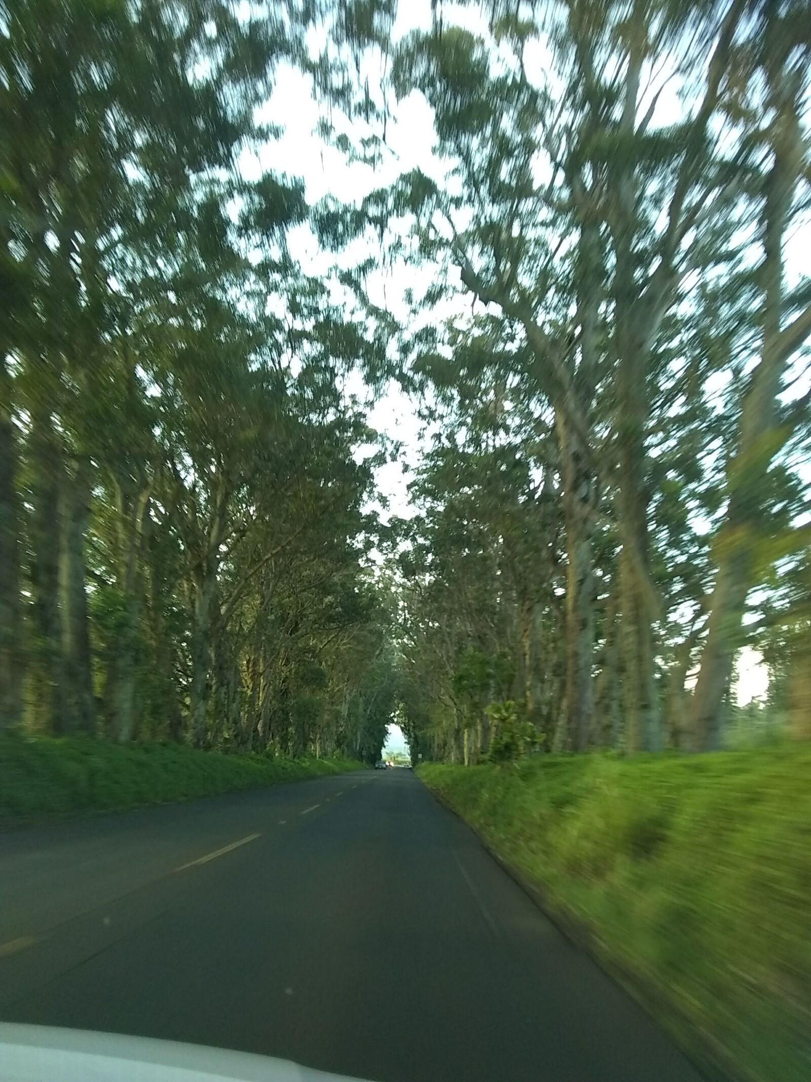 Motorola Moto E4 sample photo. Tree tunnel, road, trees photography
