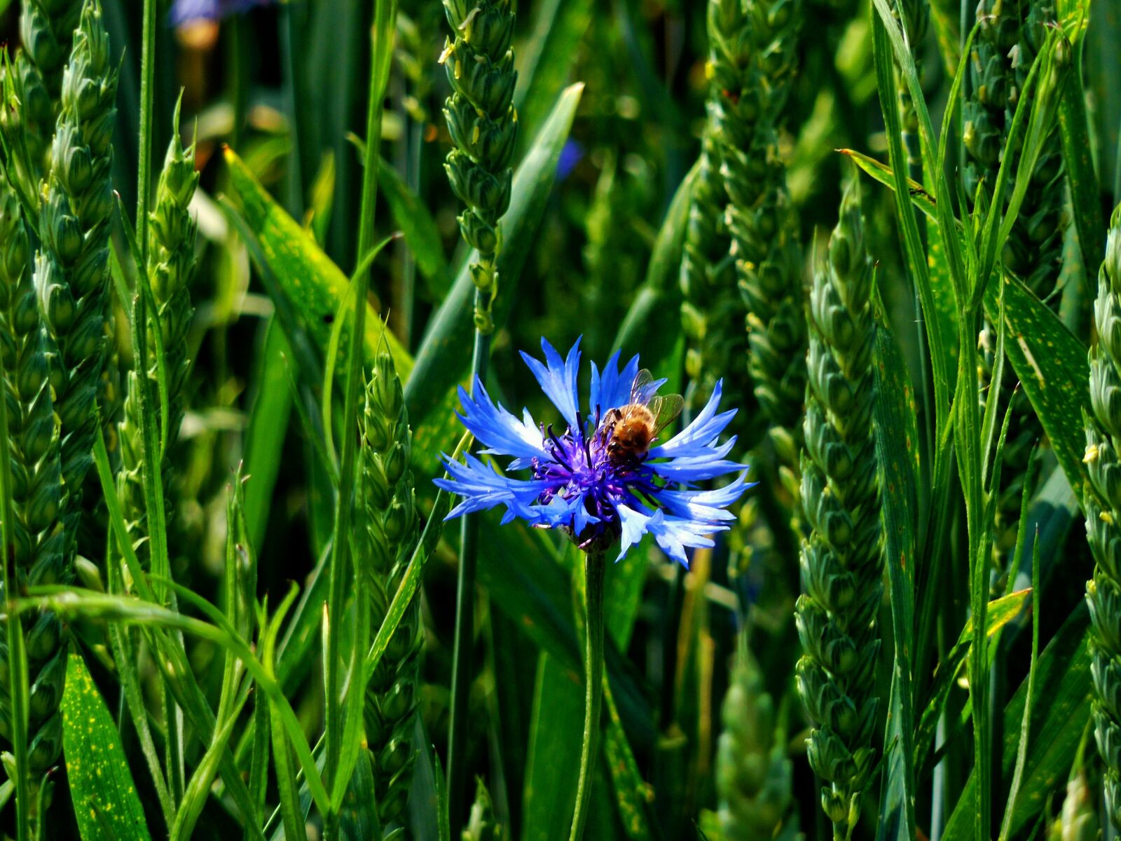 Panasonic DMC-TZ7 sample photo. Cornflower, edge of field photography