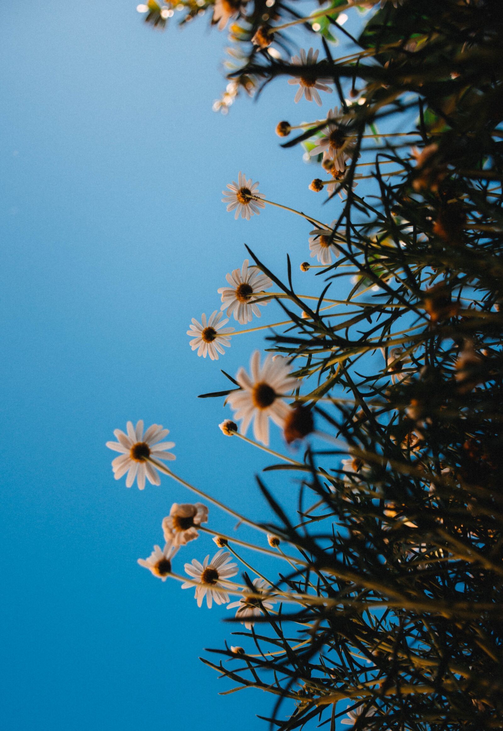 Nikon D7200 sample photo. Plant, shrub, flower photography
