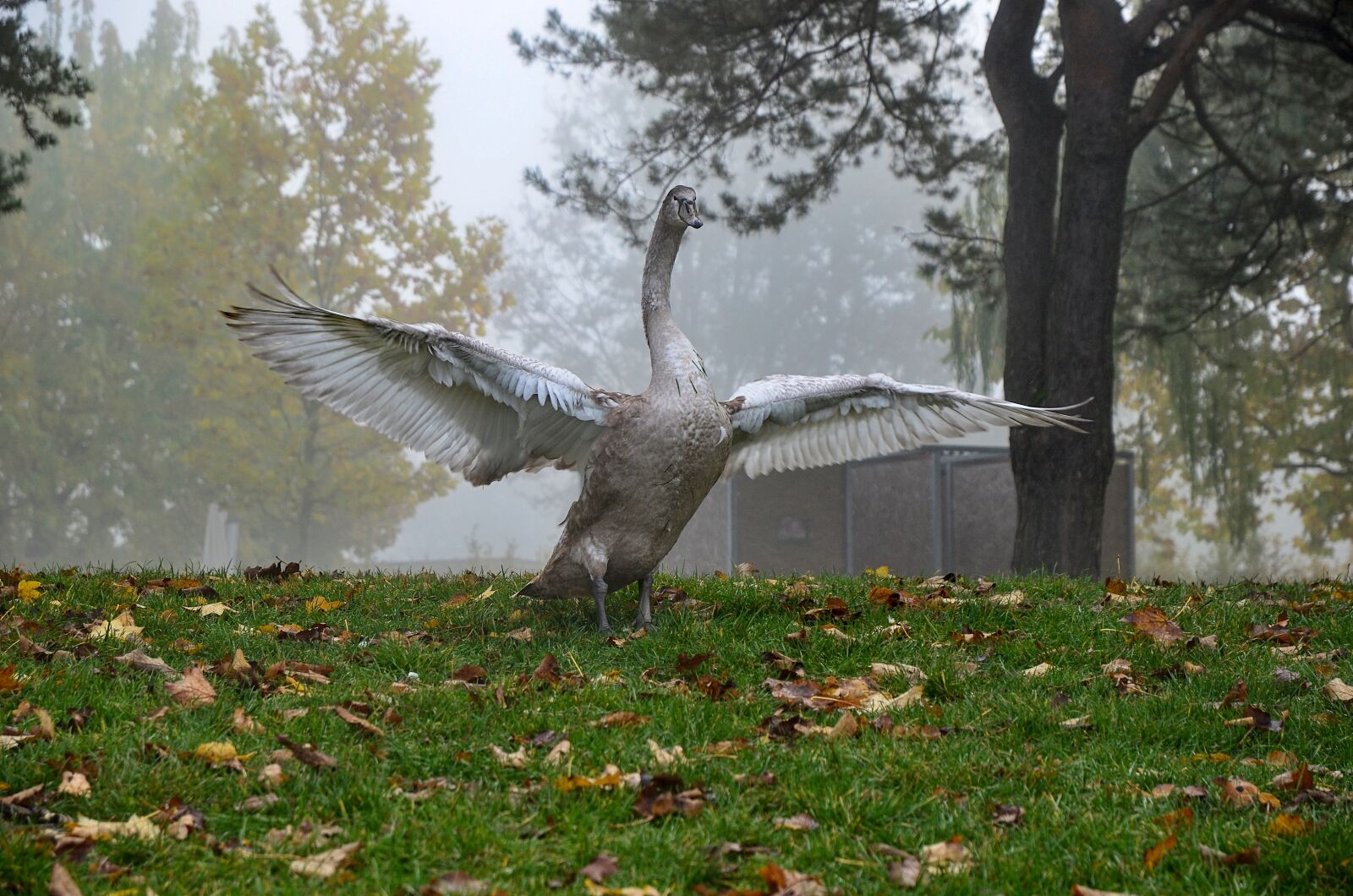 Nikon D7000 sample photo. Water bird, swan, plumage photography