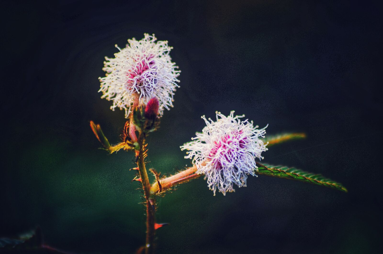 Nikon D5100 sample photo. Shama, plant, flower photography