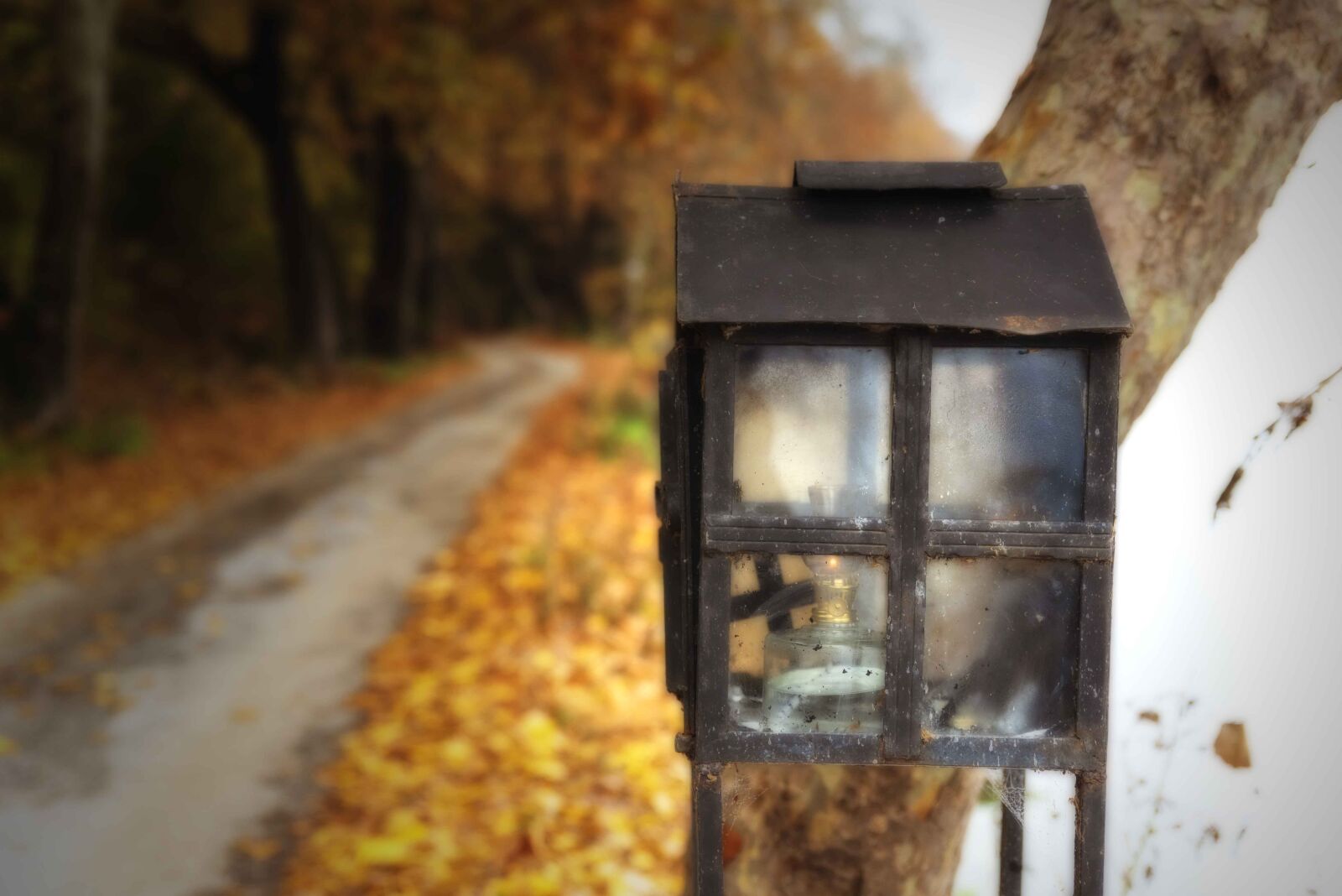 Tamron SP 24-70mm F2.8 Di VC USD sample photo. Road, autumn, mood photography