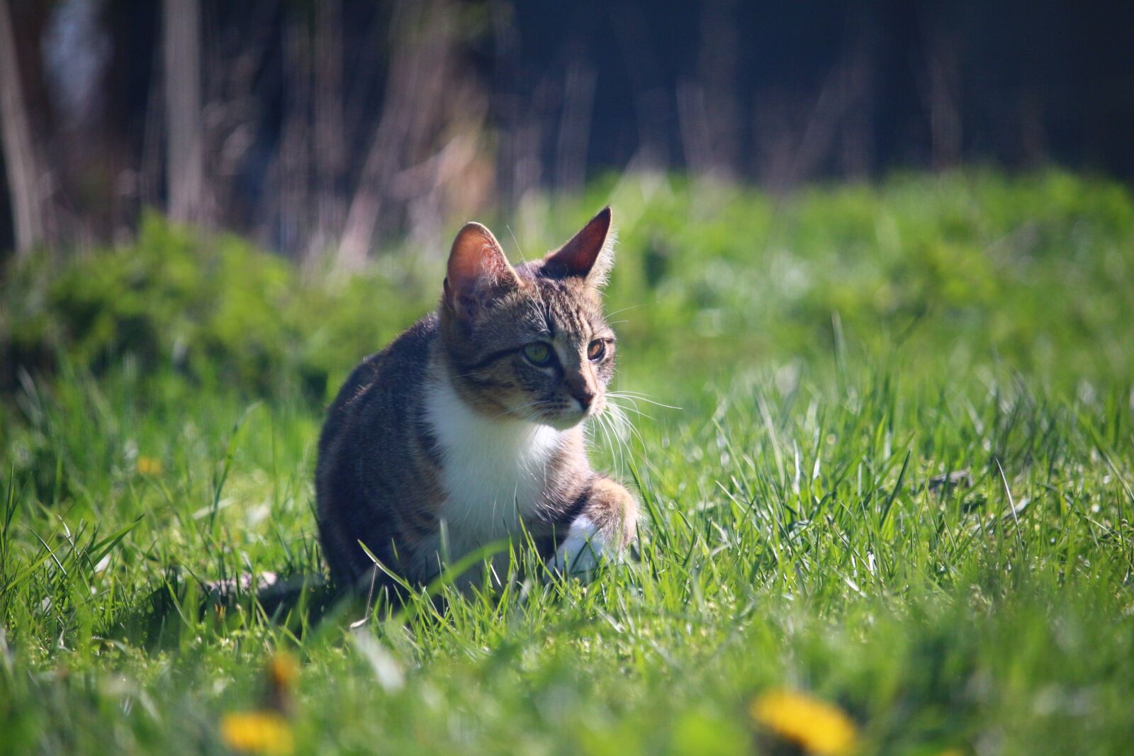 Canon EOS 100D (EOS Rebel SL1 / EOS Kiss X7) sample photo. Cat, mieze, kitten photography