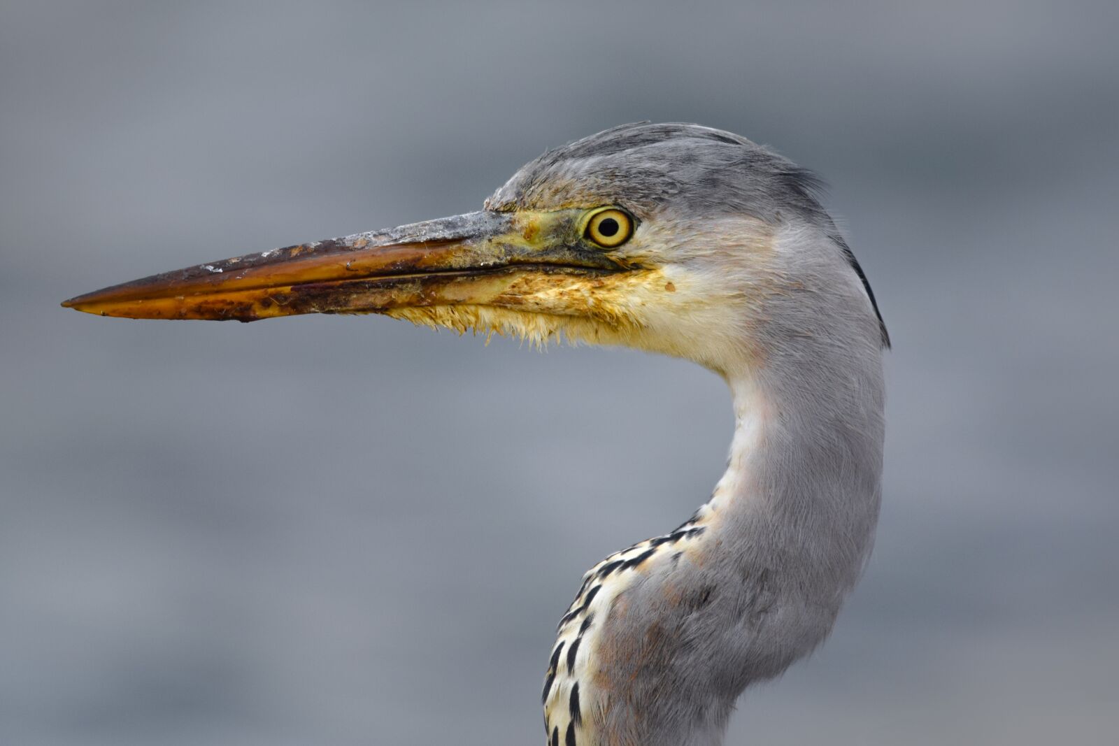 Nikon D5300 sample photo. Heron, animal, nature photography